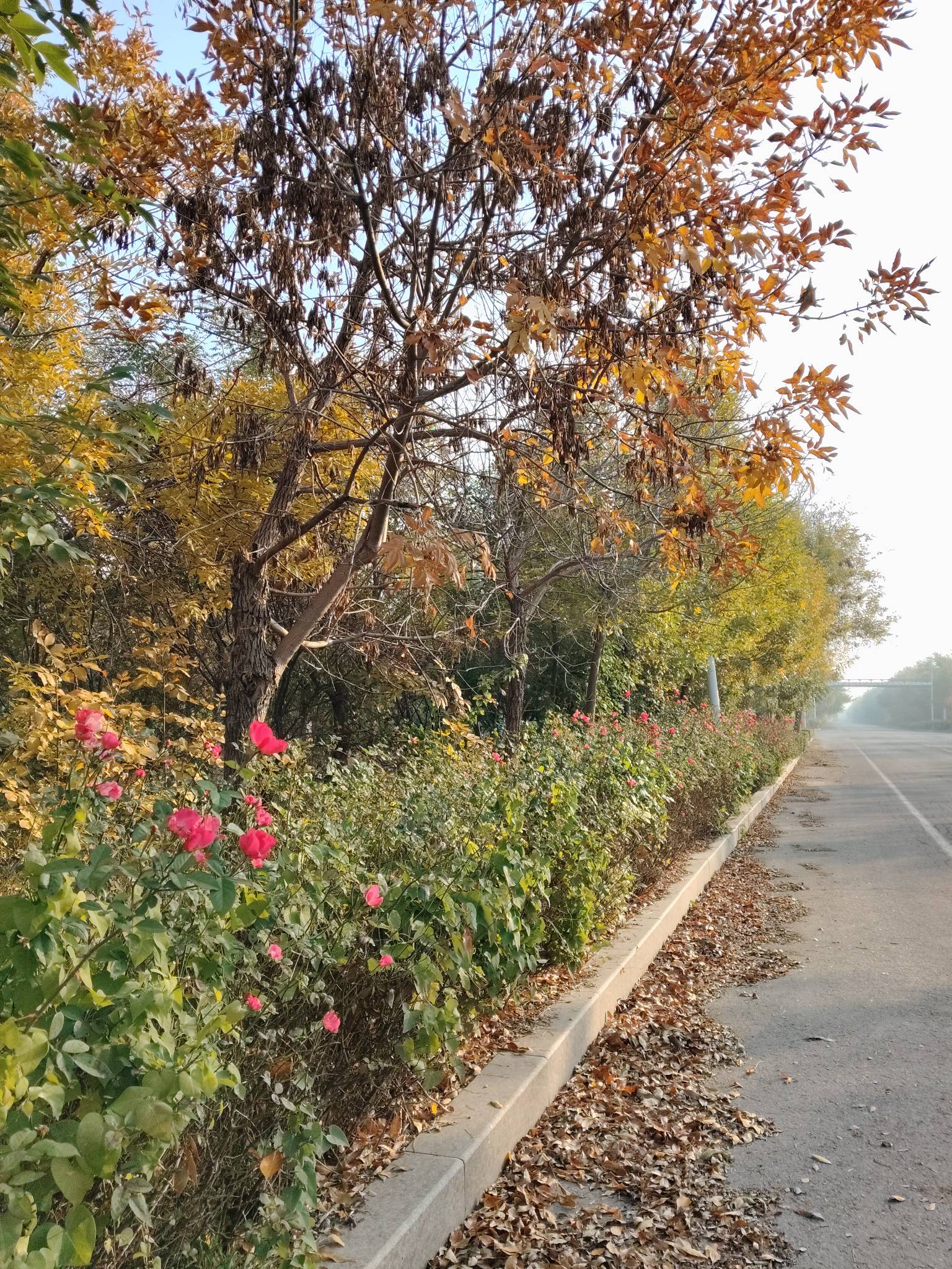 夜班下班路边打卡

21 / 作者:wsx1 / 