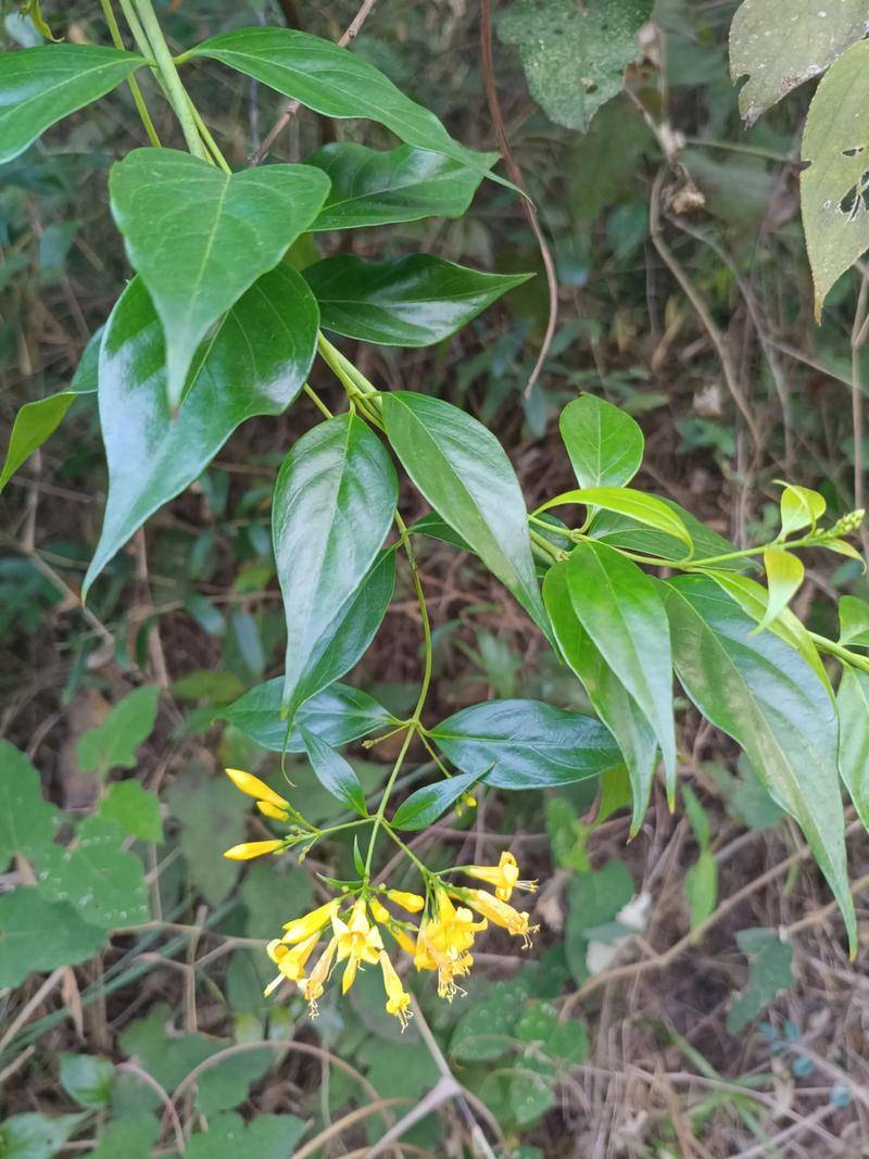 谁要，送你了，拿去炖排骨，喝完明天西天报道

55 / 作者:沉默_是金 / 