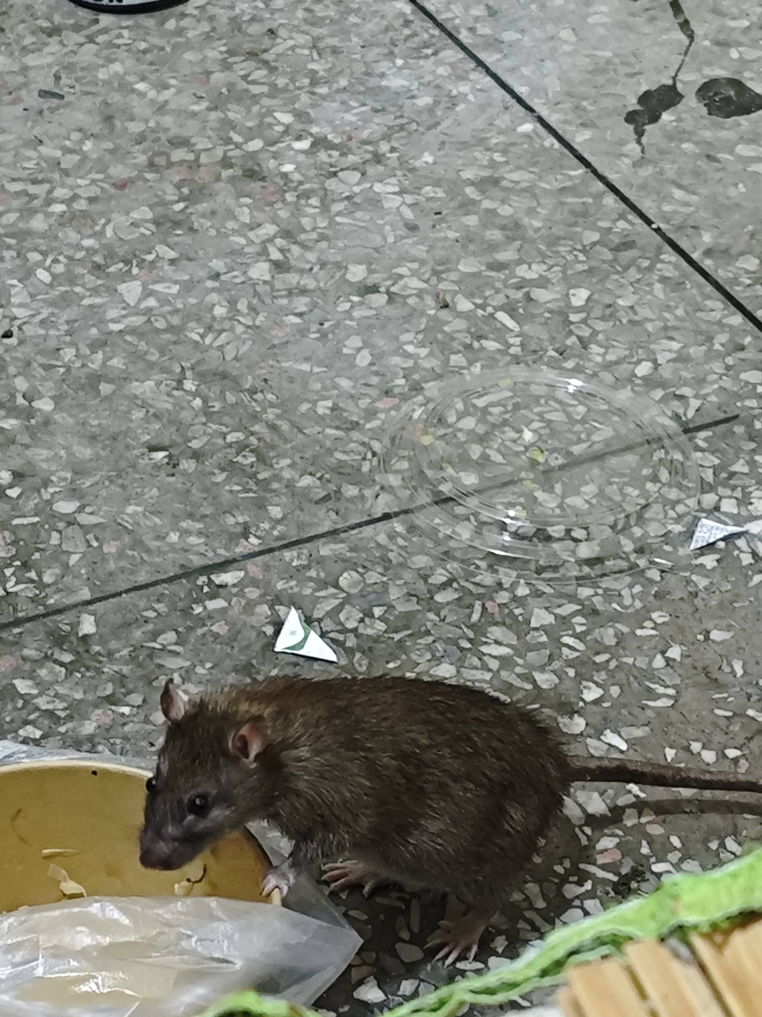 预测一波
明天开户不给（早就说了你们不听，羊毛群发疯了一群挂壁仔还去冲，6-70成本54 / 作者:秋隔一日 / 