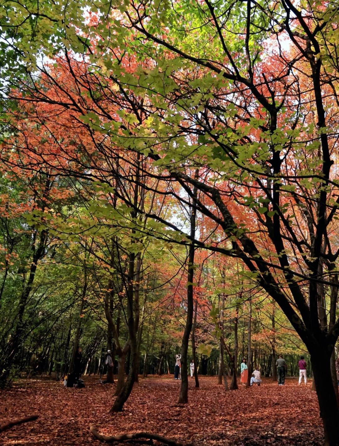 不得不说几个平台比起来还是东子体谅打工人

81 / 作者:交通銀行 / 