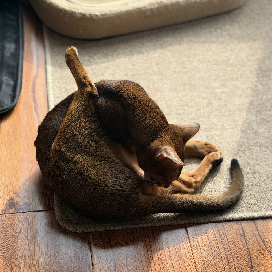 老哥们都别吵了。早上出过数据了有人看了有人还没醒没看。可能不确定有没有数据。不过4 / 作者:陪山川海角 / 