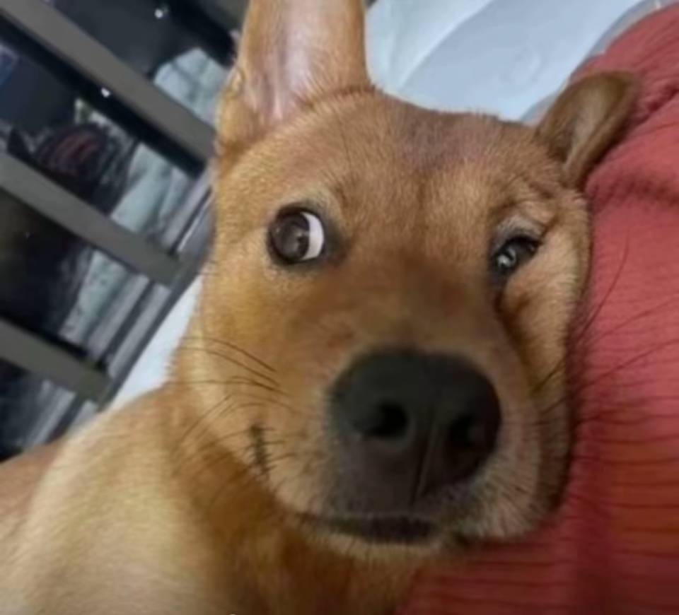 老哥们，问一下，同程生日200房卷下单填自己信息，别人去报我名字用他信息办理入住吗81 / 作者:重盛安 / 