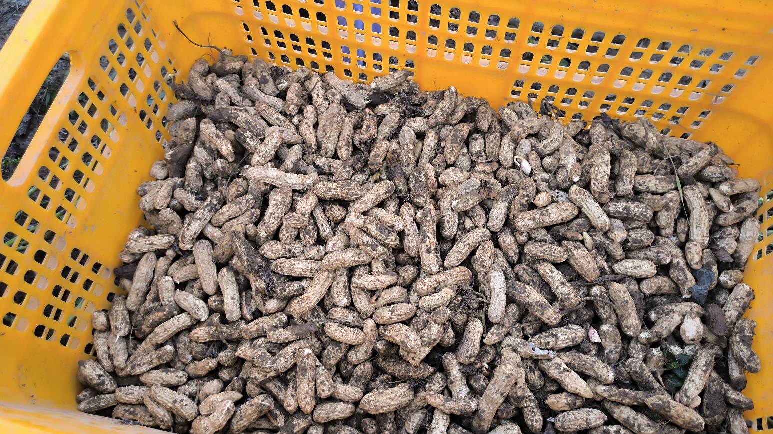 真羡慕你们深圳仔，广州仔，东莞仔，不用干农活，不像我这个农村仔每天都有干不完的活8 / 作者:陪您去看海 / 