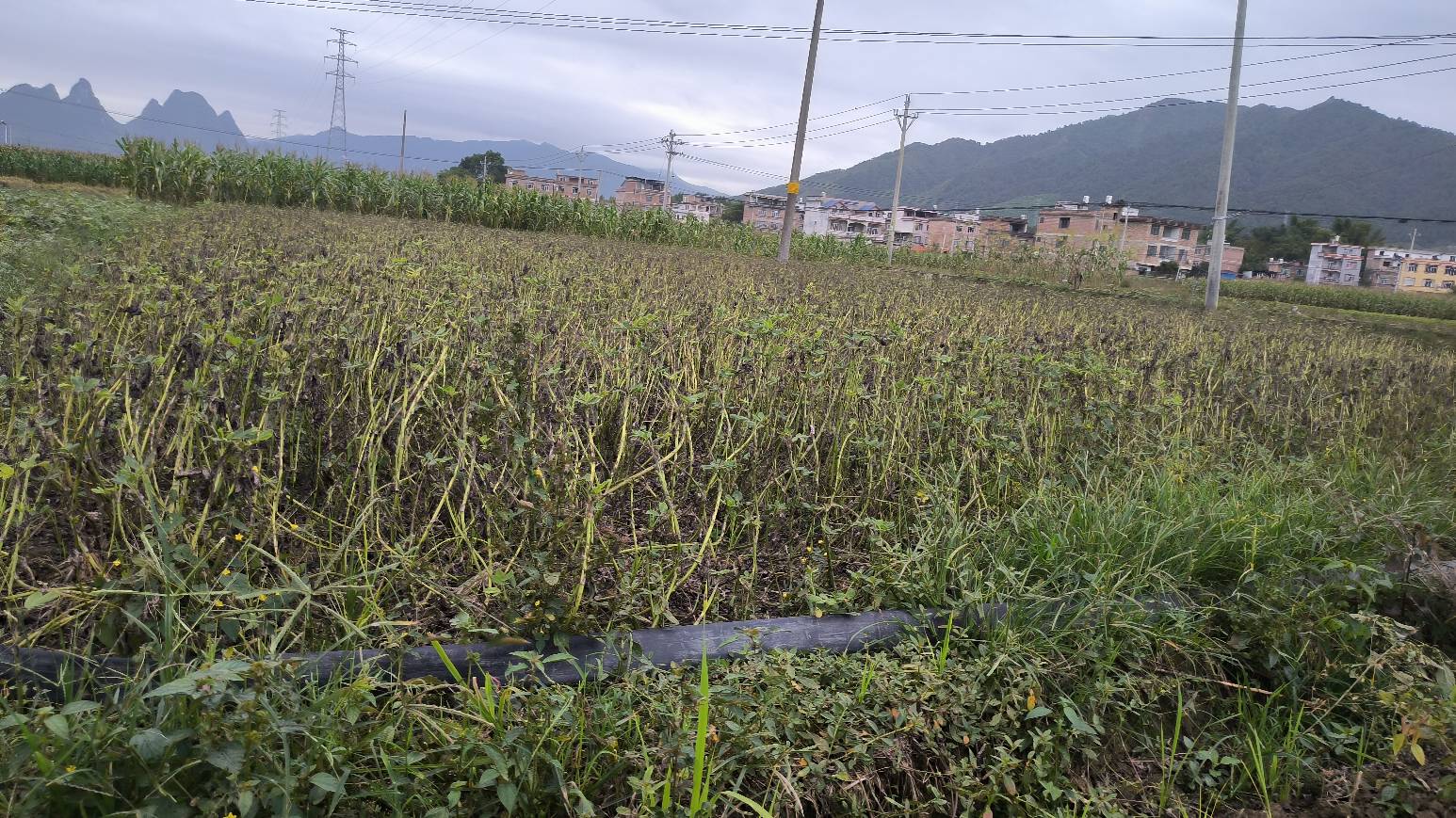 真羡慕你们深圳仔，广州仔，东莞仔，不用干农活，不像我这个农村仔每天都有干不完的活94 / 作者:陪您去看海 / 