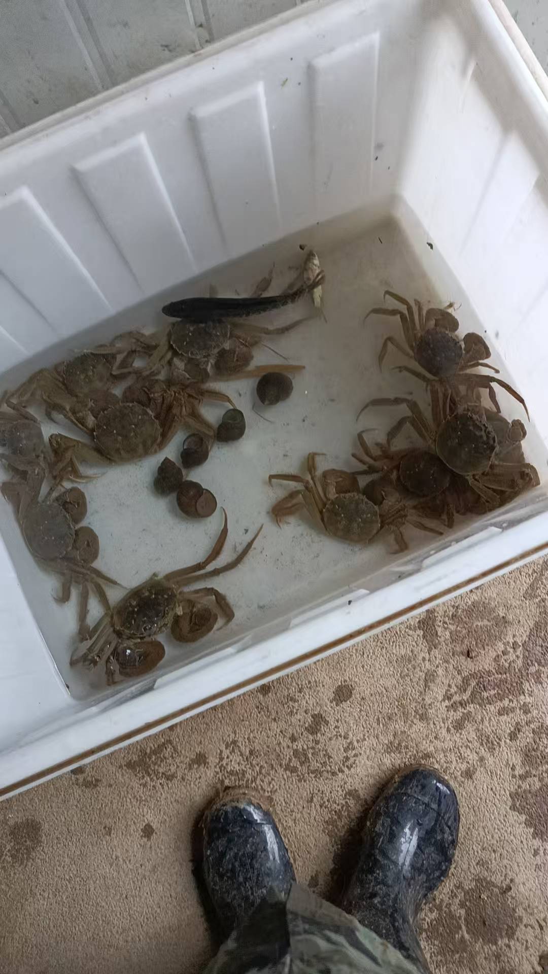 已经是今年第八次挂b回家了，这次历时一个月鞋子都穿包浆了，每次回去要2000块钱路费37 / 作者:麻将糊了333 / 