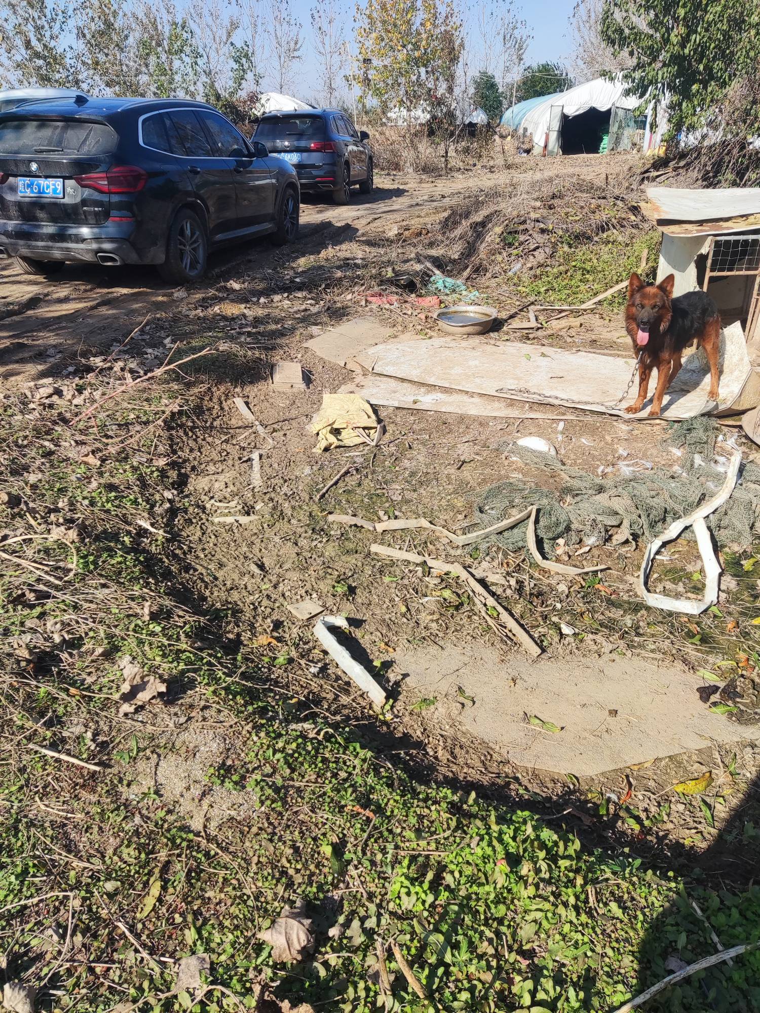 子承父业回家搞养殖了，不去外面当流浪汉了，想想家里养的6条狗都比我在外面吃的好，63 / 作者:麻将糊了333 / 