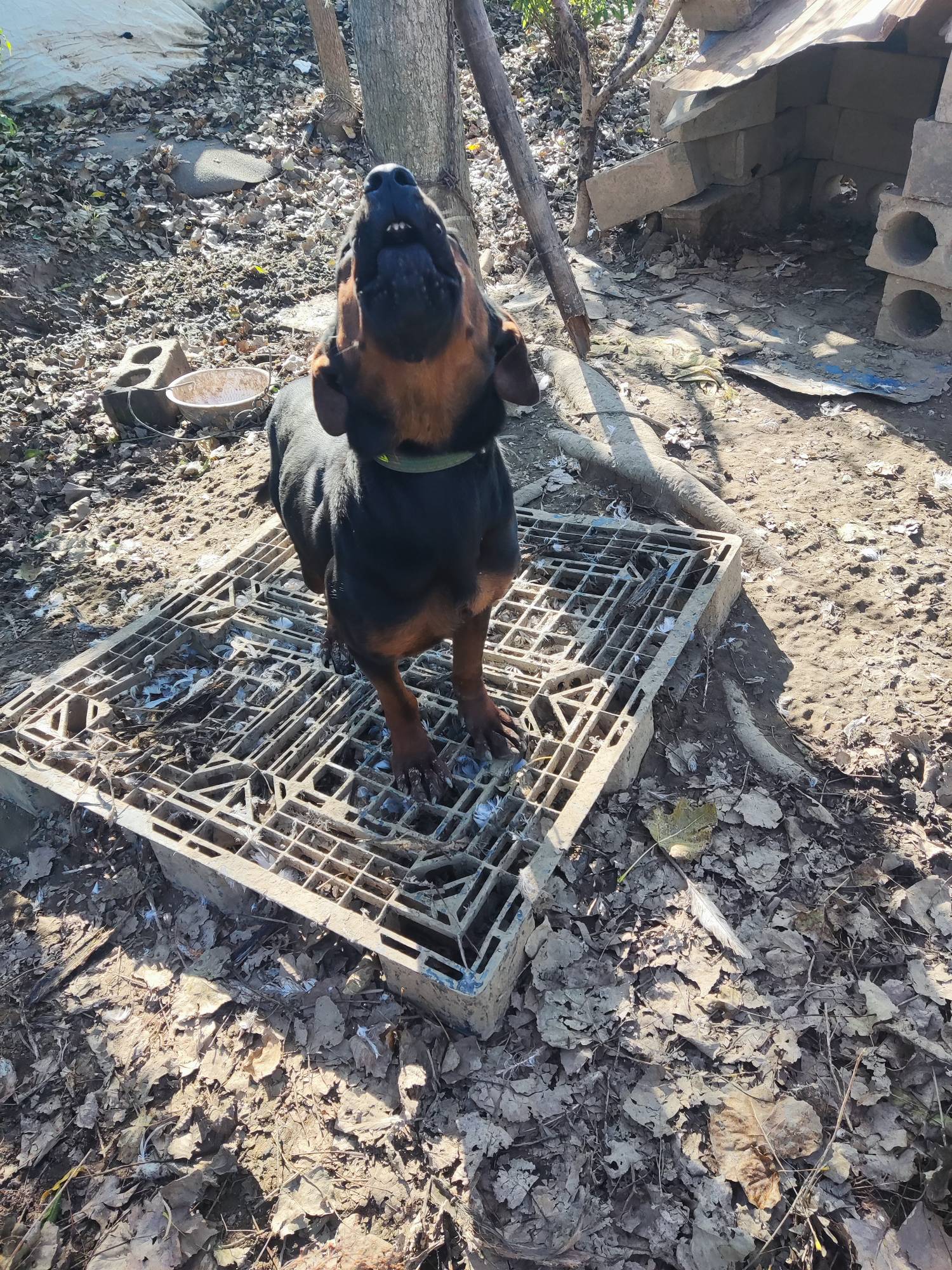 子承父业回家搞养殖了，不去外面当流浪汉了，想想家里养的6条狗都比我在外面吃的好，14 / 作者:麻将糊了333 / 