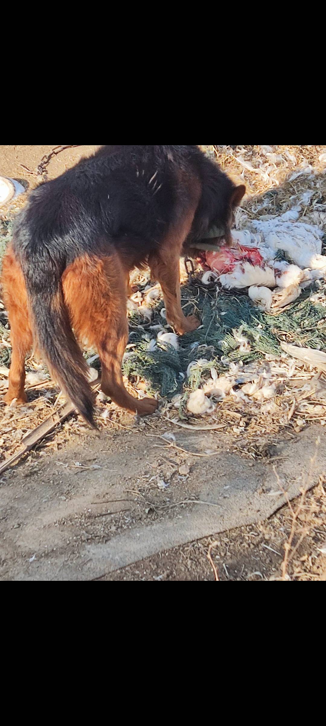 子承父业回家搞养殖了，不去外面当流浪汉了，想想家里养的6条狗都比我在外面吃的好，87 / 作者:麻将糊了333 / 