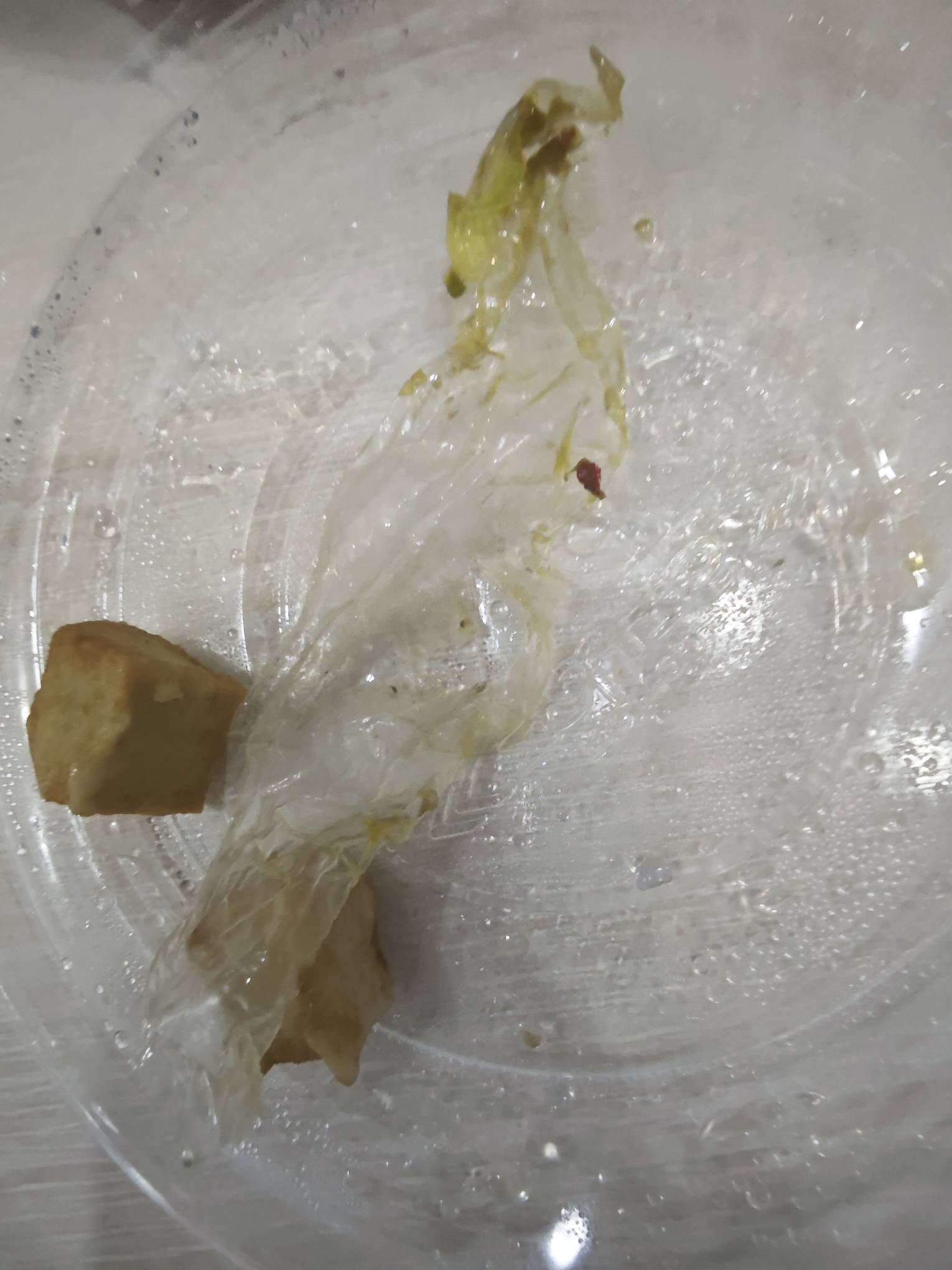 服了，饿了么第一次吃出隐藏款了，吃了一半，刚开始蜷缩着还以为是白菜，结果展开是塑61 / 作者:山月斜 / 