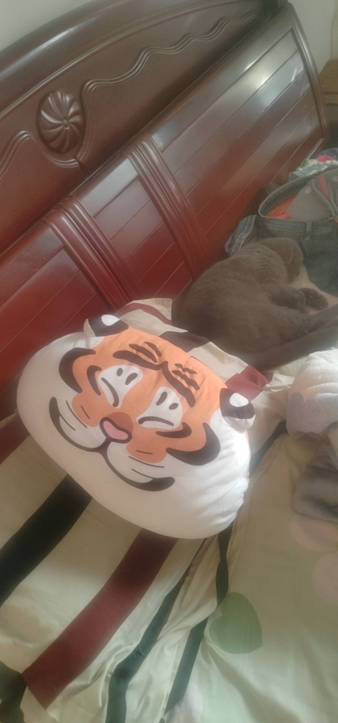 老哥咱能像它一样天天吃了睡睡了吃多好

75 / 作者:我爱小小孟 / 