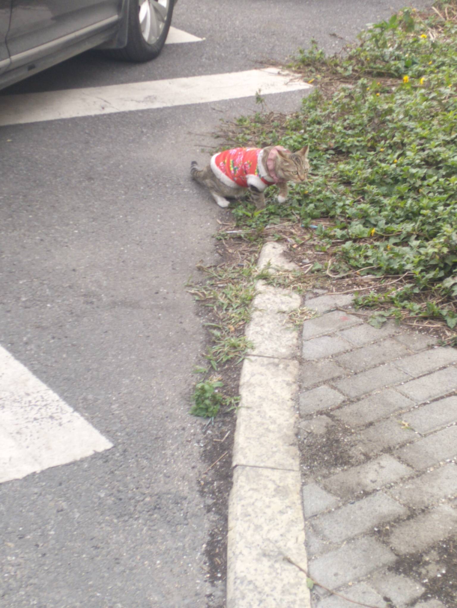 握嘈，猫都穿上了！就我穷的没钱买厚衣服

92 / 作者:尛•牛•氓 / 