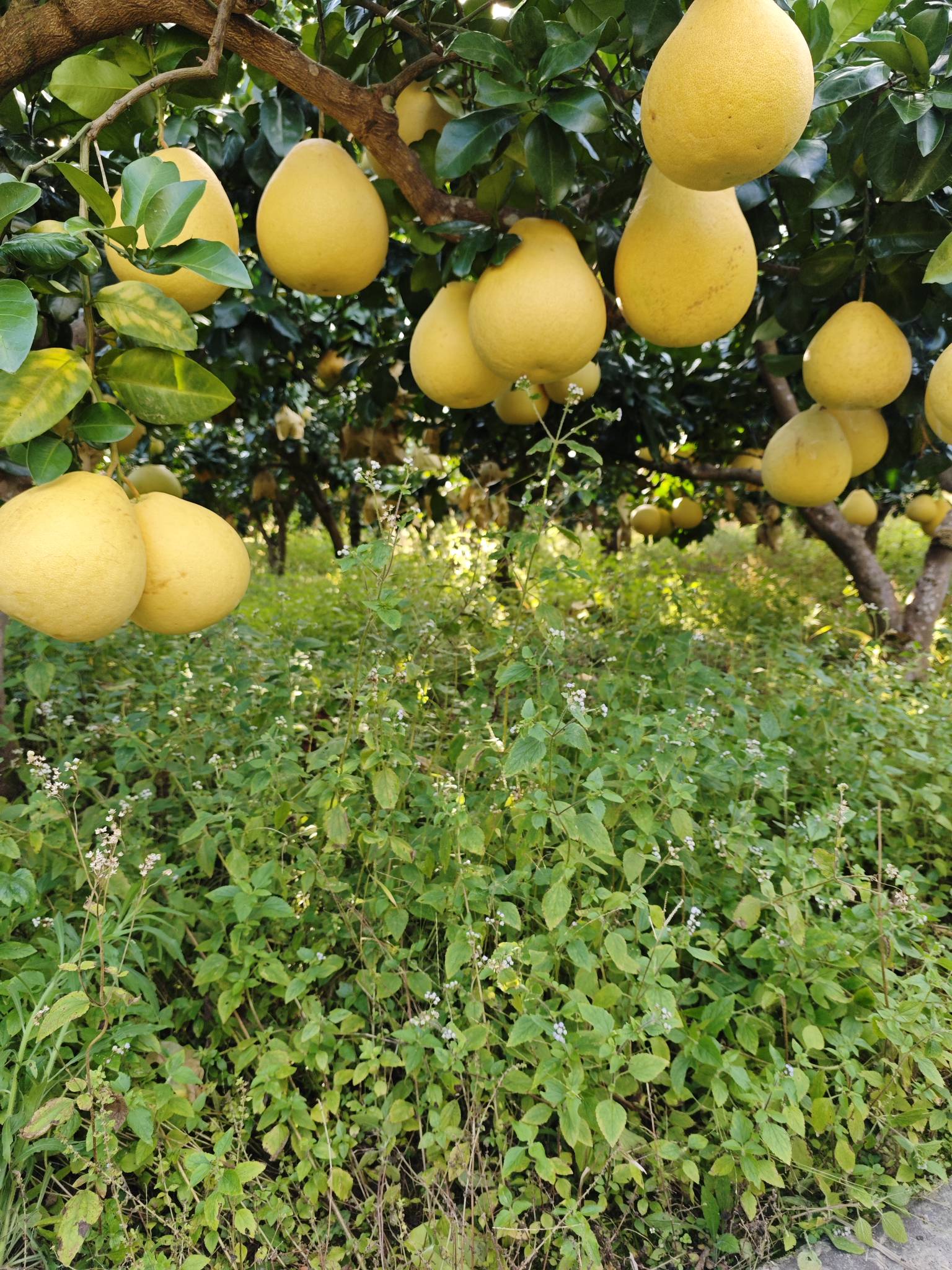 看到老姐，住帐篷卖柚子。

91 / 作者:Ls一给我里给 / 