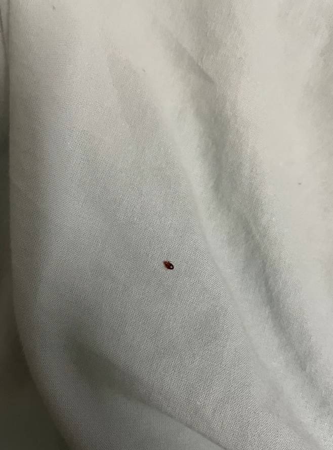 臭虫太难搞了，被子啥的都换了不管用，前几天搬到地上睡还是有，又把被子床单全都洗了53 / 作者:我不会. / 