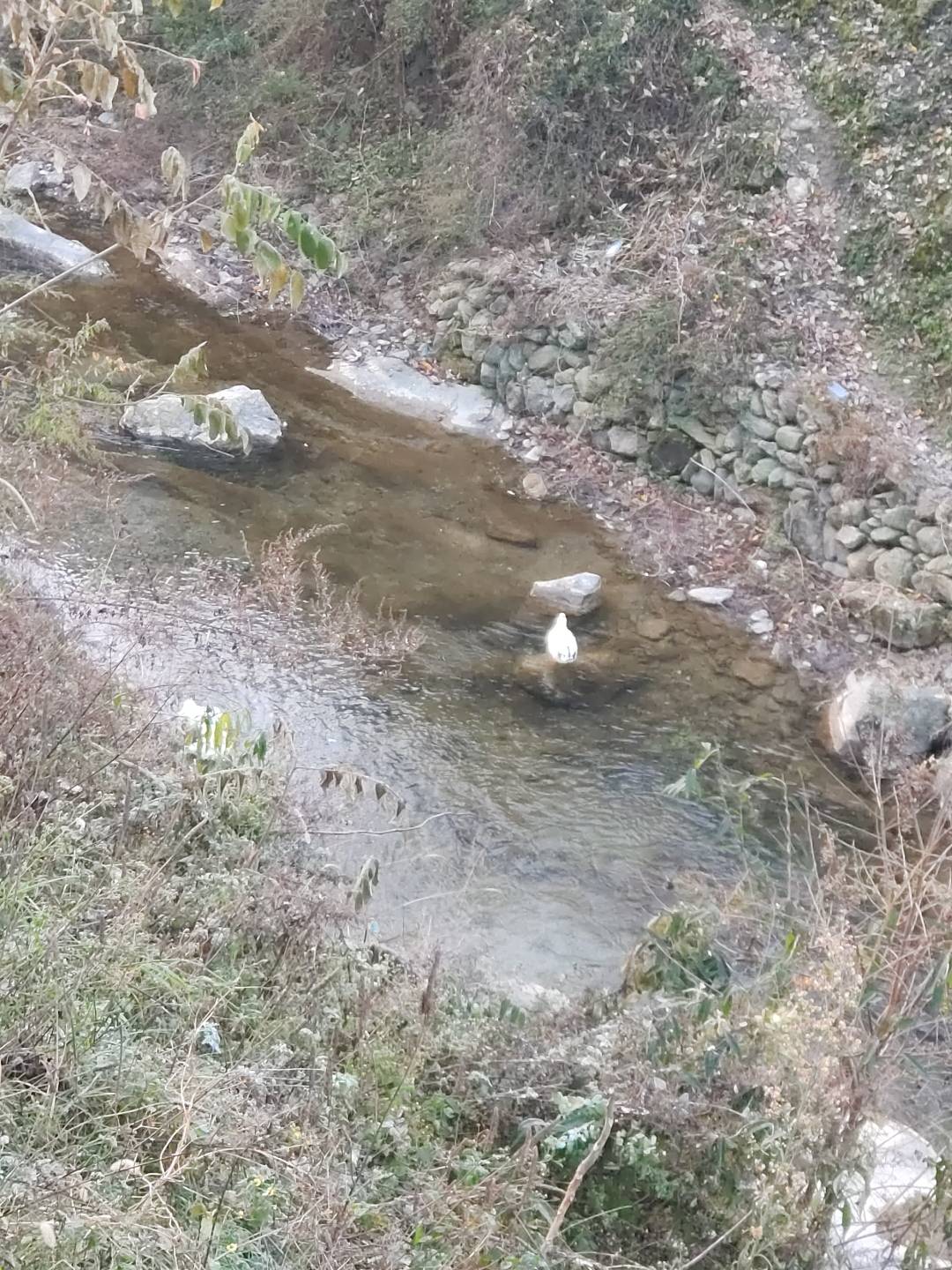 老哥们，这是个什么玩意儿？怎么没见过？大冬天我手都冻的不行，它还在水里边

67 / 作者:赵老哥666 / 