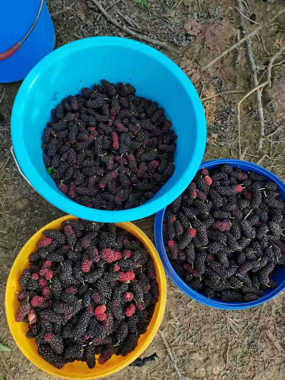 不要被骗去打螺丝了，羊毛全面复活，跑外卖的电动车推下河，被骗进厂了的赶紧跑。速速64 / 作者:永恒yi / 