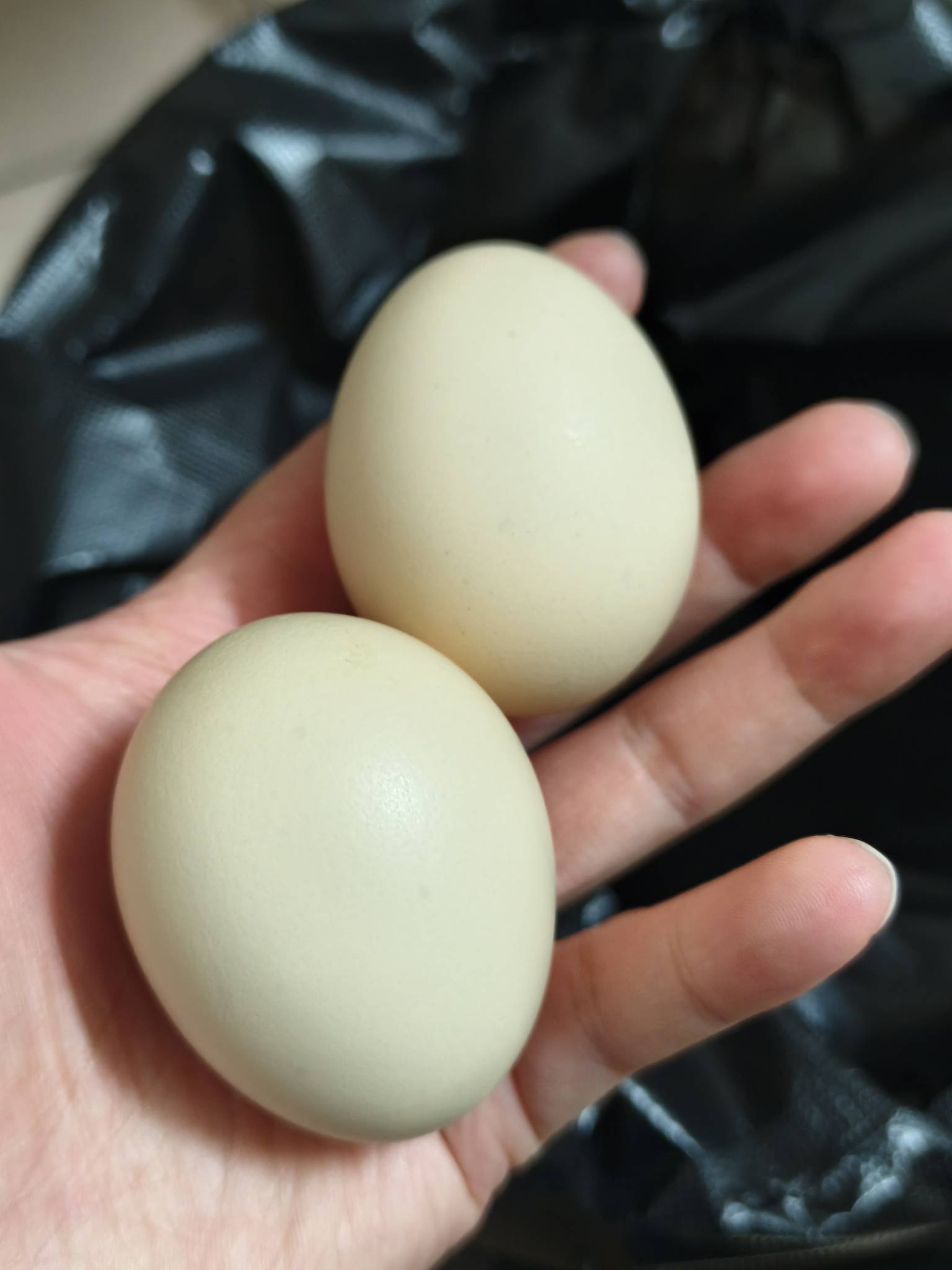 天太冷了蒸两个老哥们的蛋暖手，我真是人才

60 / 作者:公孙梨pear / 