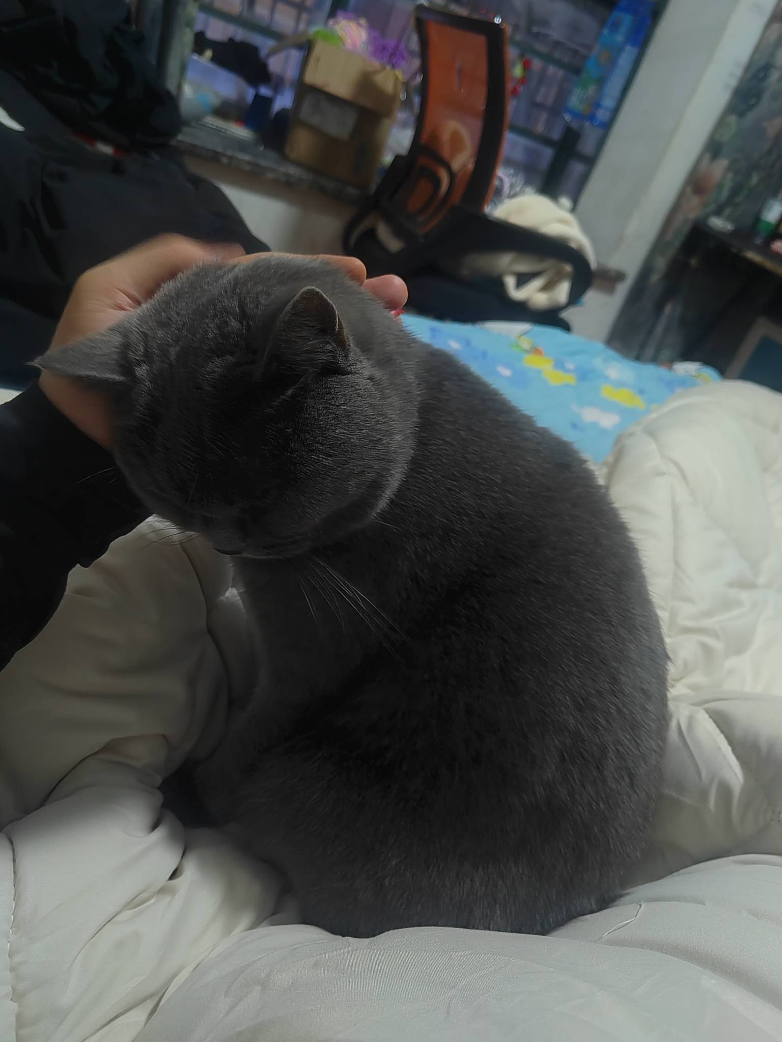 老哥申请猫有没有

47 / 作者:我爱小小孟 / 