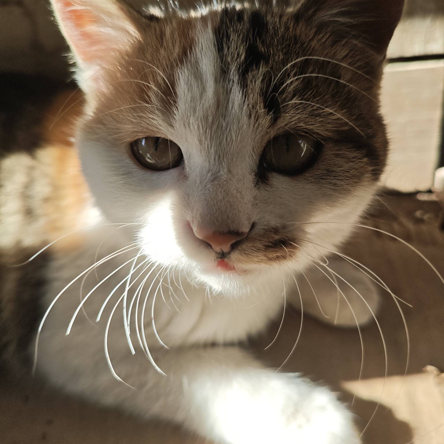 老哥申请猫有没有

41 / 作者:苦难yt / 