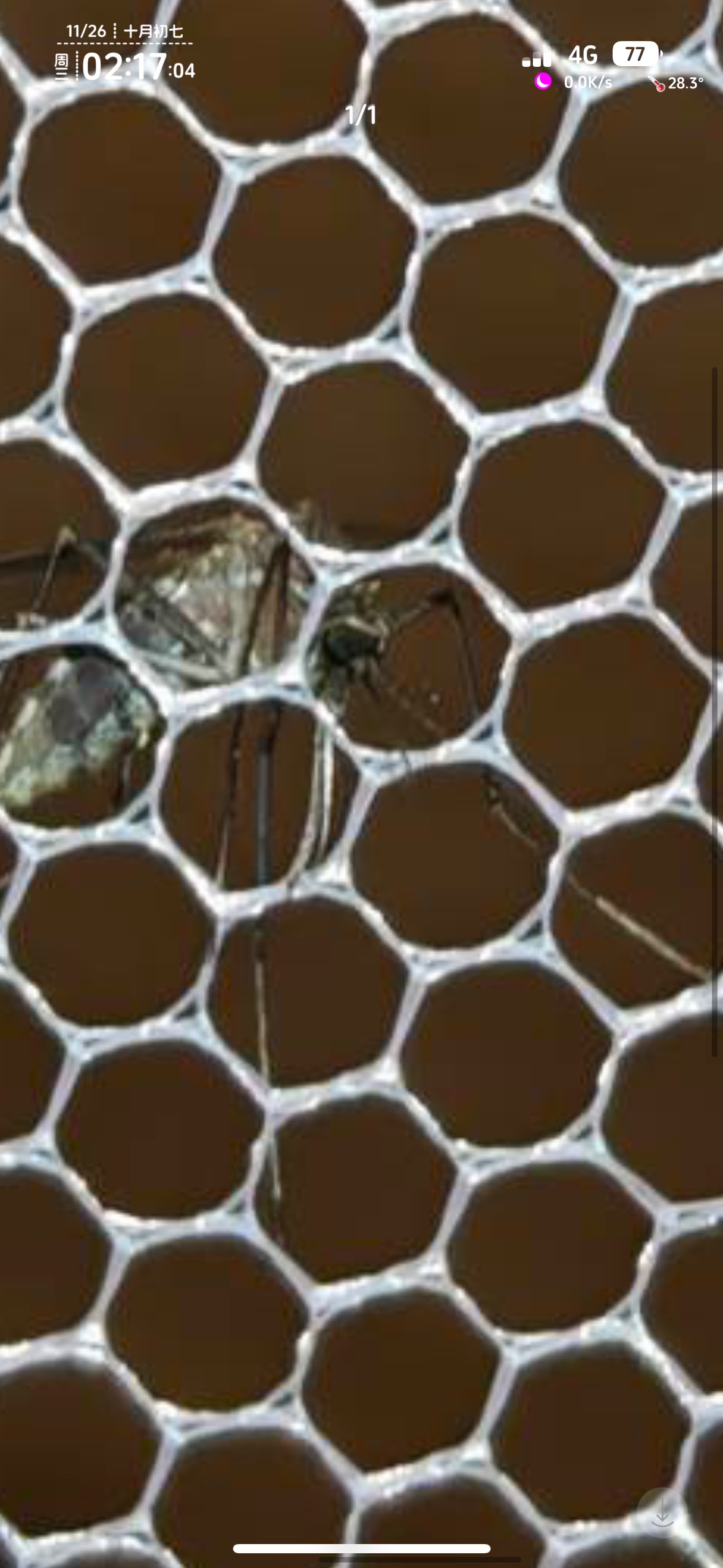 还是得靠物理防御蚊子

85 / 作者:不知明的靓仔 / 