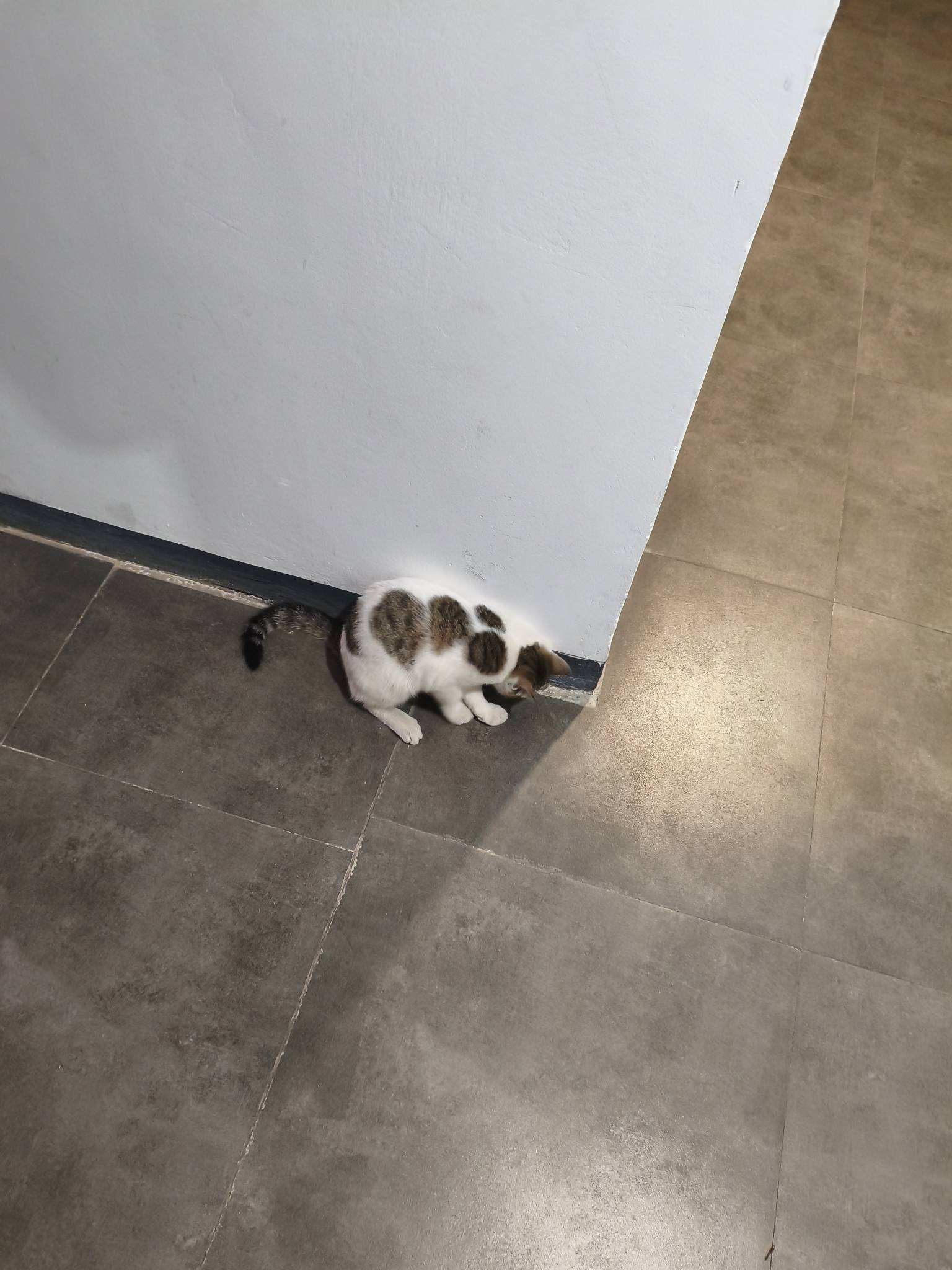 哪个挂壁仔养的猫不要了，放在楼道里流浪

1 / 作者:为之奈何 / 