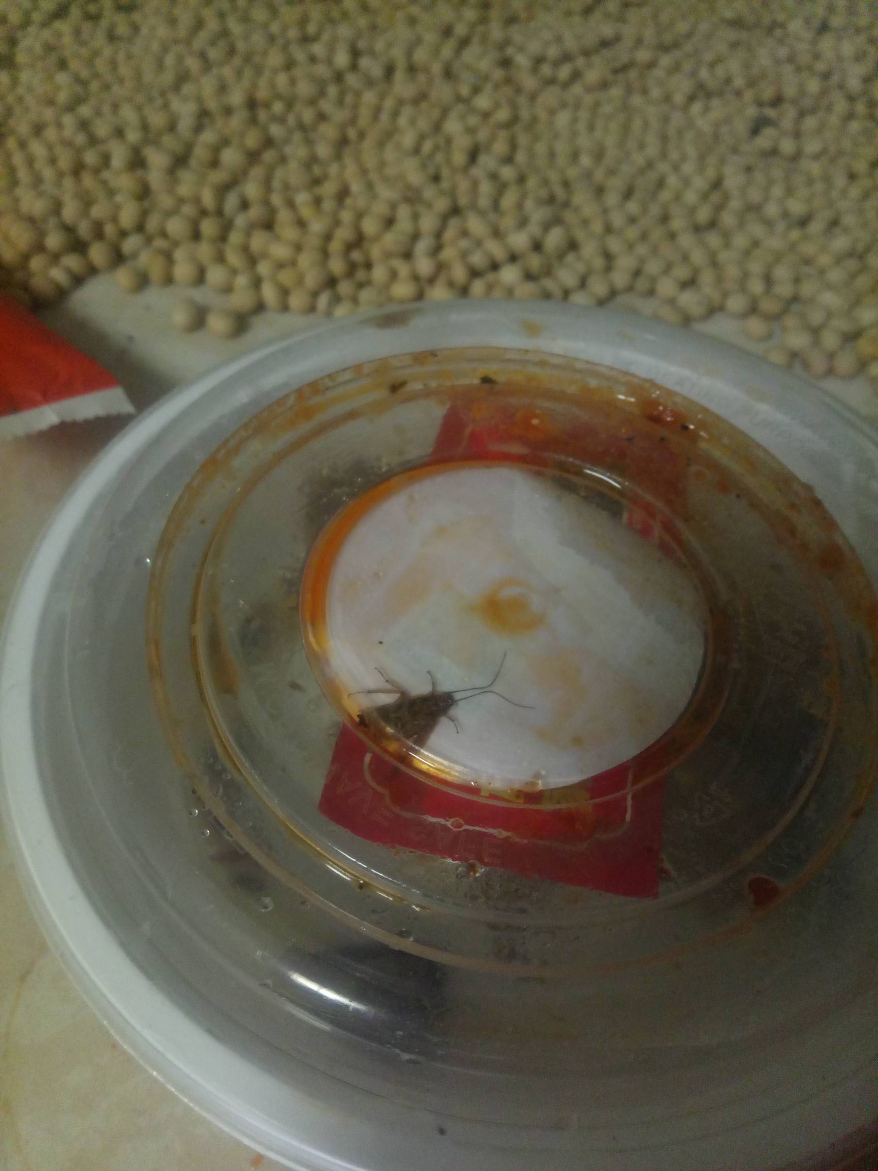 商家说下次点餐再送一份，客服说赔偿50，哥哥们说我应该要多少？我只想破百，要多了怕39 / 作者:建湖大黑户 / 