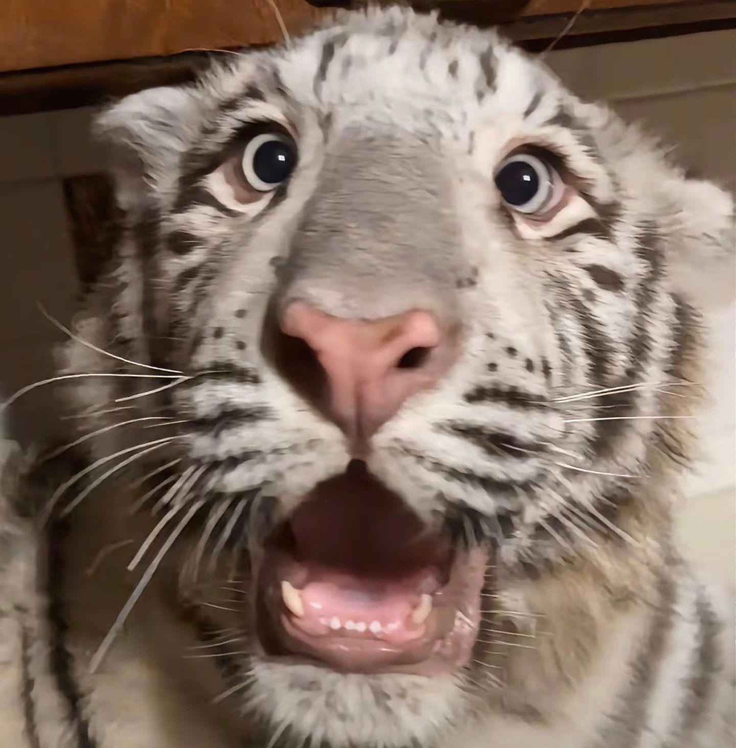 当你看到宫百万，就意味着今晚没毛，早点睡

34 / 作者:不知明的靓仔 / 