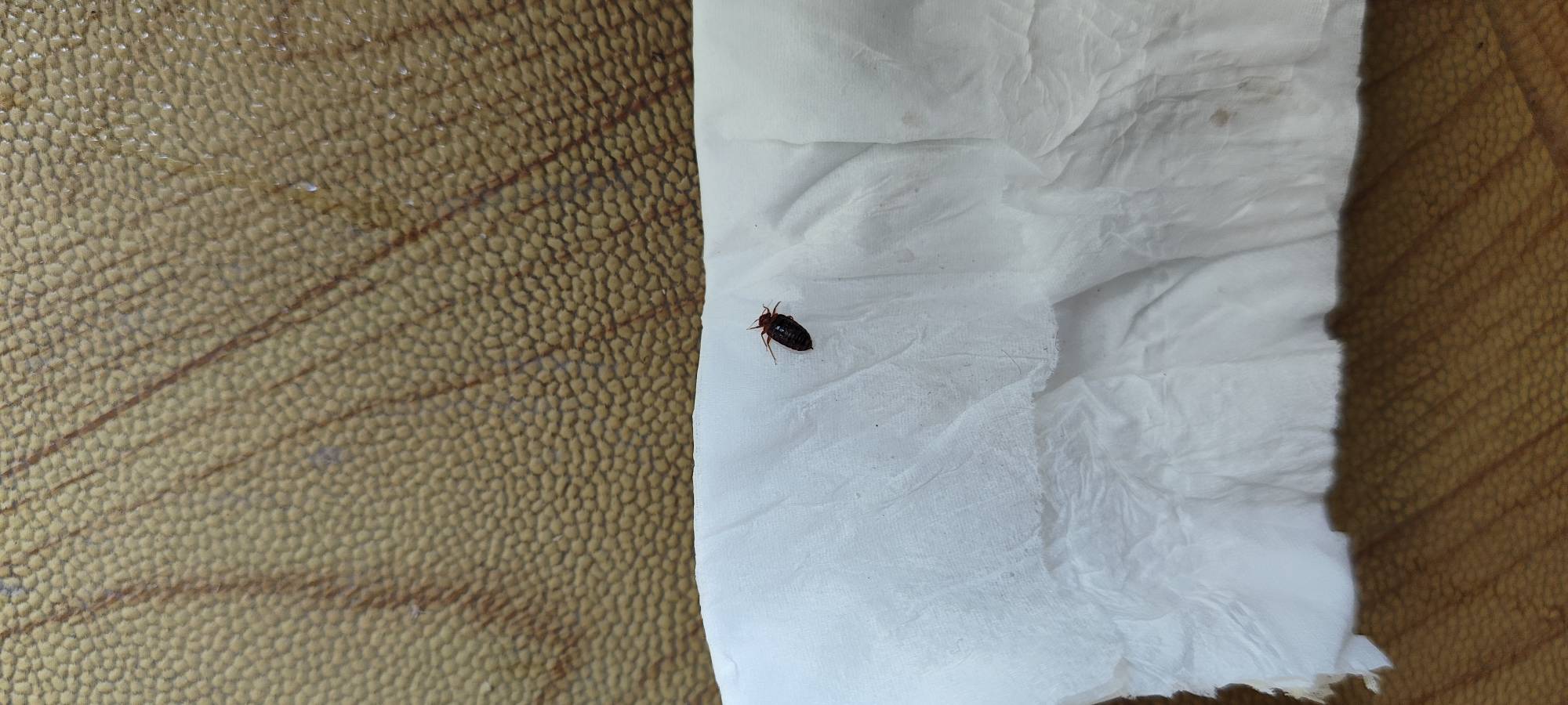 这就是臭虫咬的伤口，密密麻麻这叮叮那叮叮



7 / 作者:我不会. / 