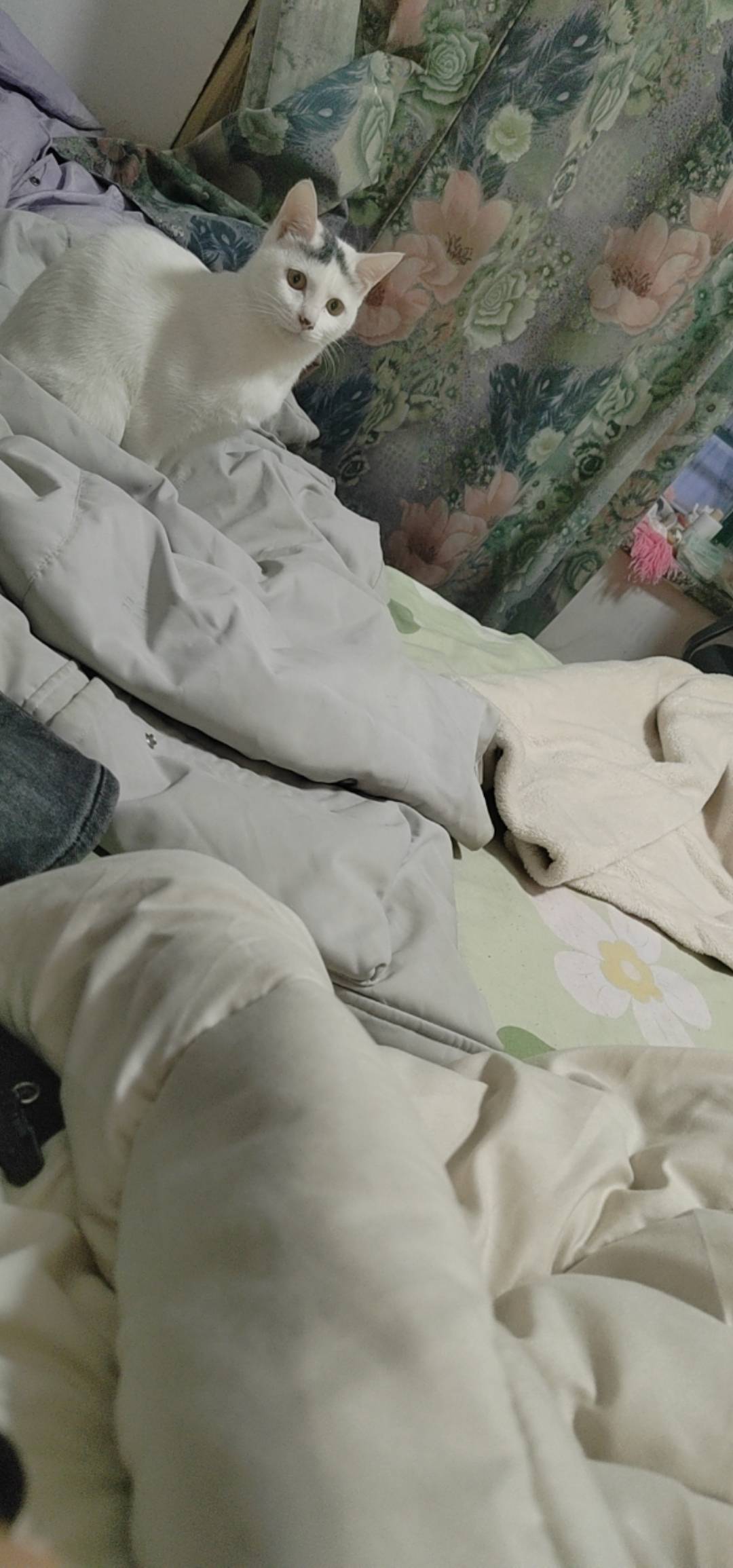 没毛 申请猫


38 / 作者:我爱小小孟 / 