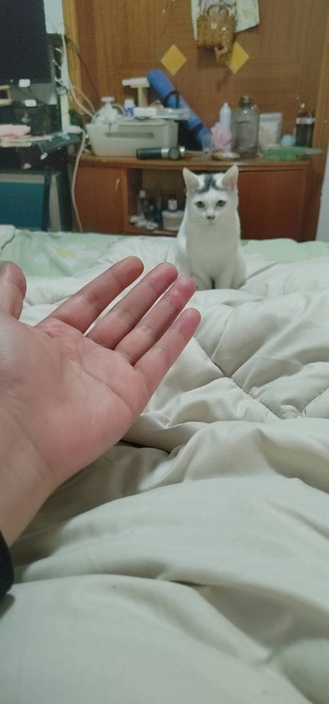 没毛 申请猫


29 / 作者:我爱小小孟 / 