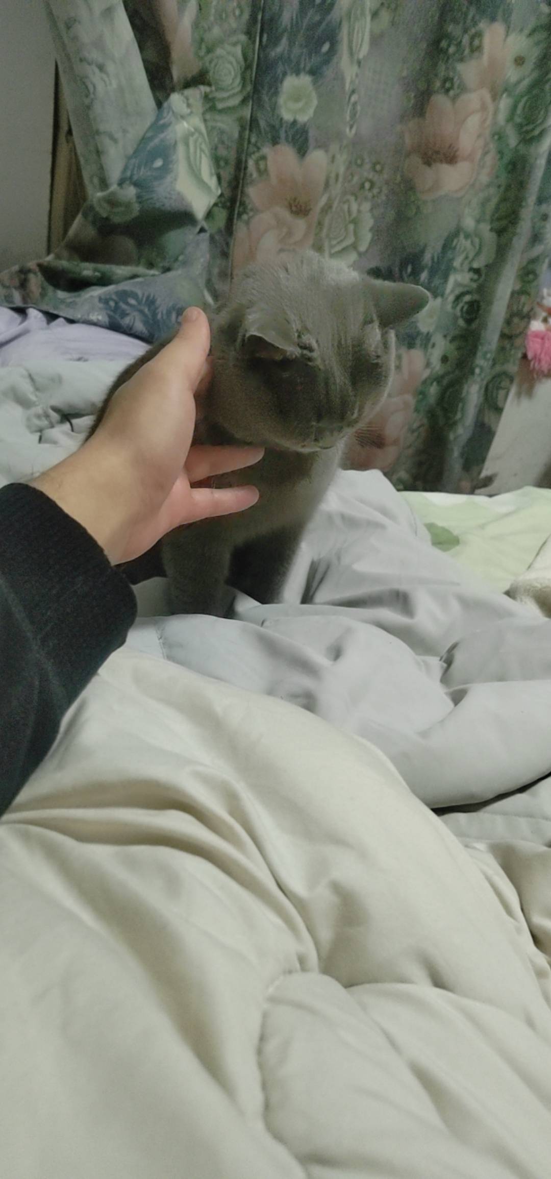 没毛 申请猫


37 / 作者:我爱小小孟 / 