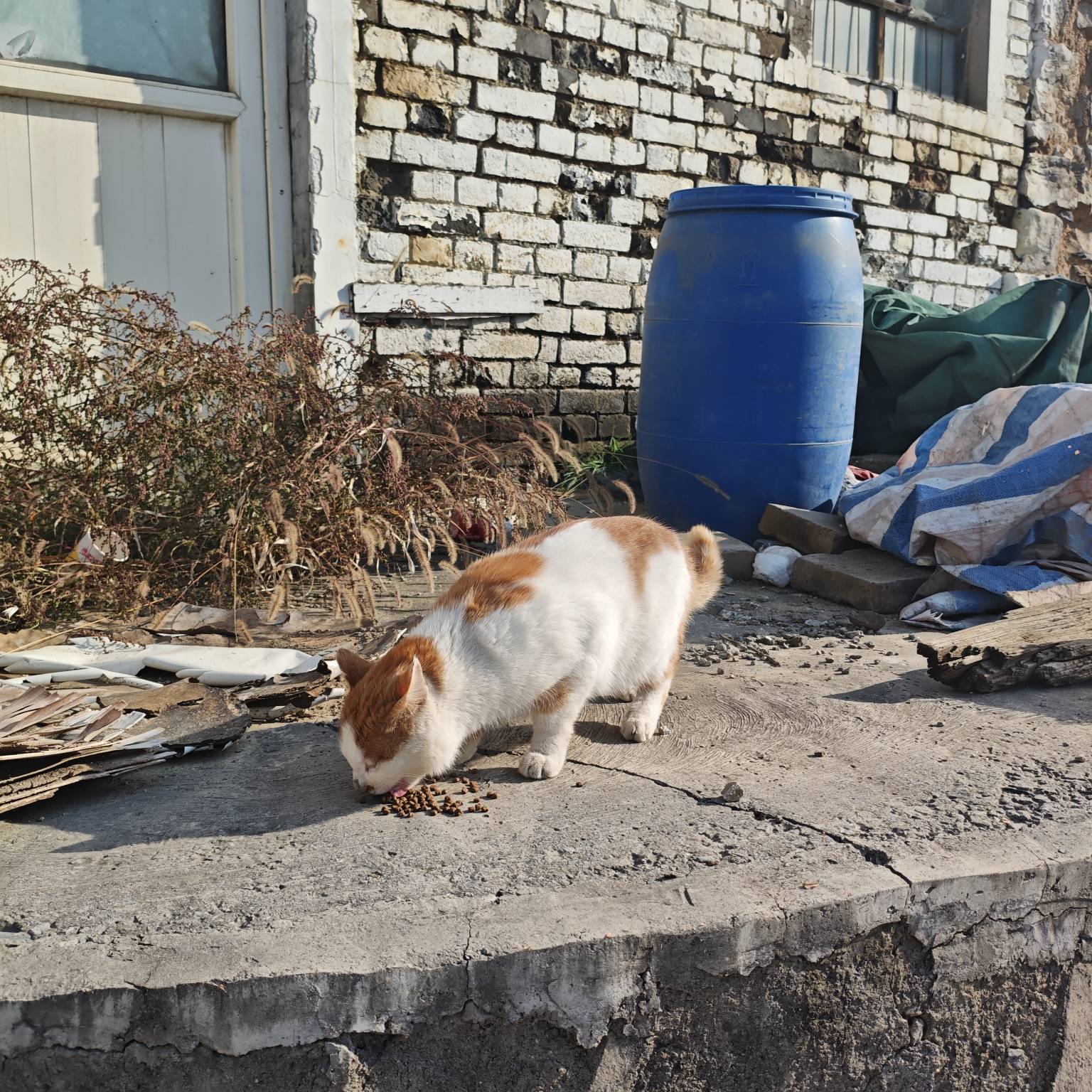诶，饿了20天颗粒未进，蜷缩在日租房里等死，太难受了，刚才厚着脸皮登录了那个56百年27 / 作者:苦难yt / 