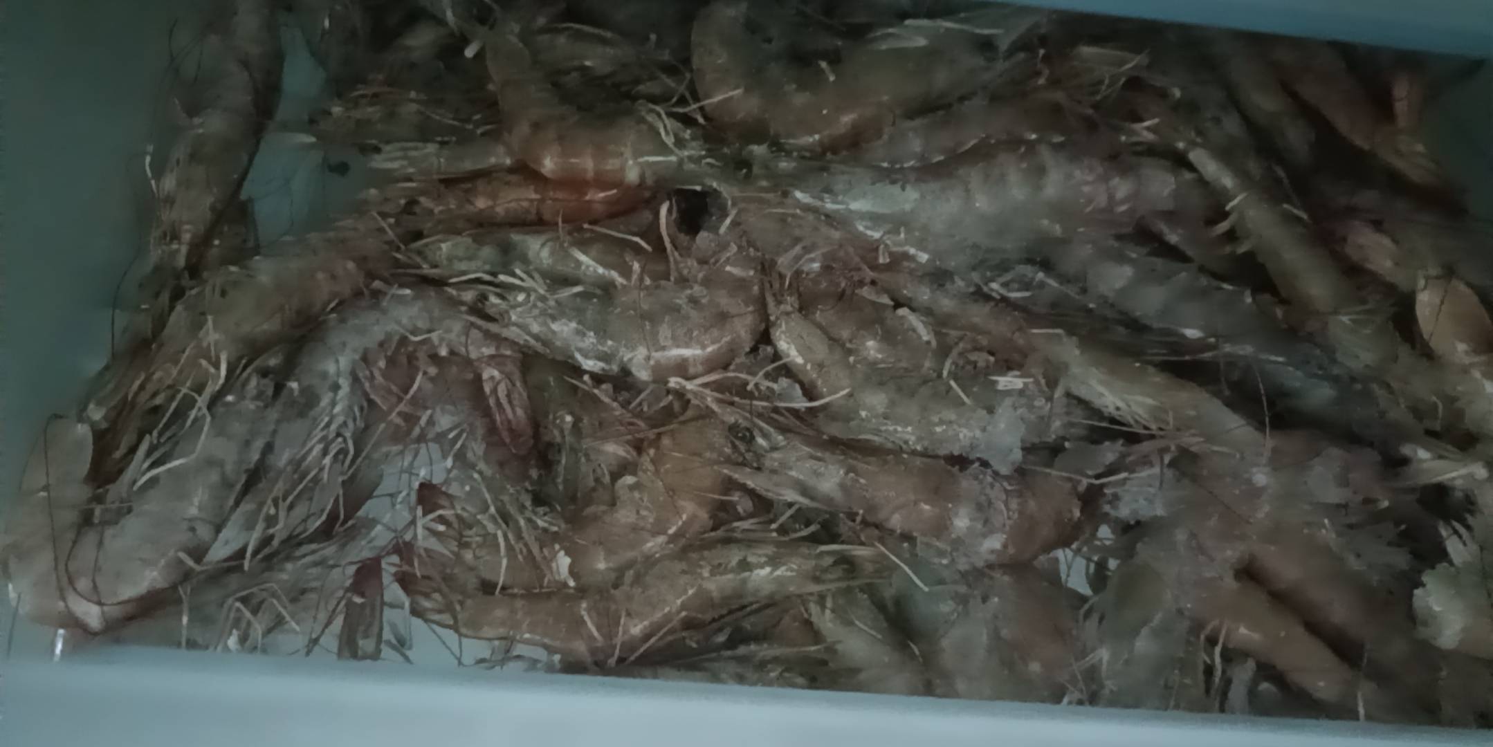 冰箱里还剩点虾，晚上包几个韭菜盒子改善一下

41 / 作者:顾小贝 / 