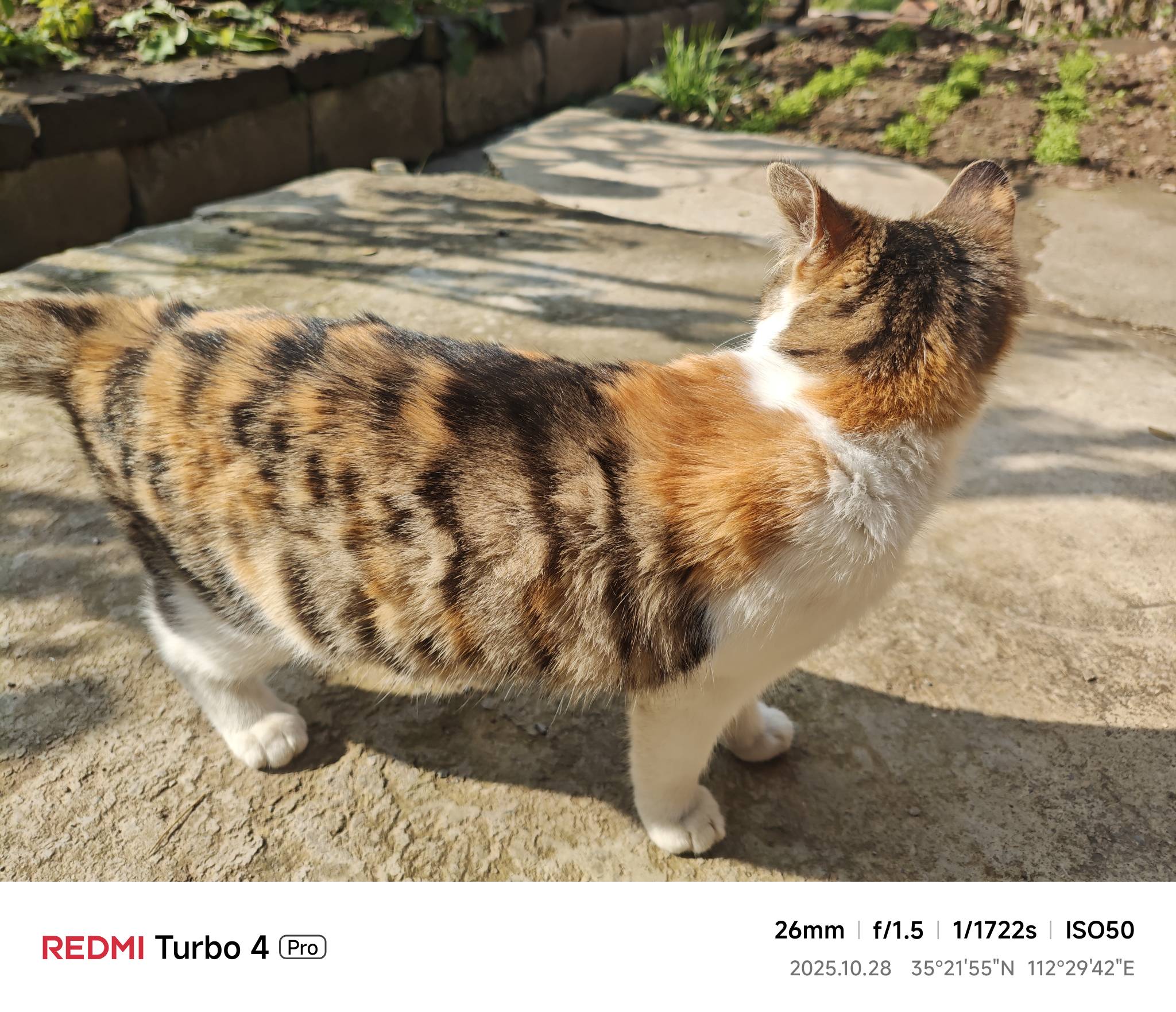 这颜值可以打几分呢老哥们六月份收养的流浪猫一枚


90 / 作者:苦难yt / 