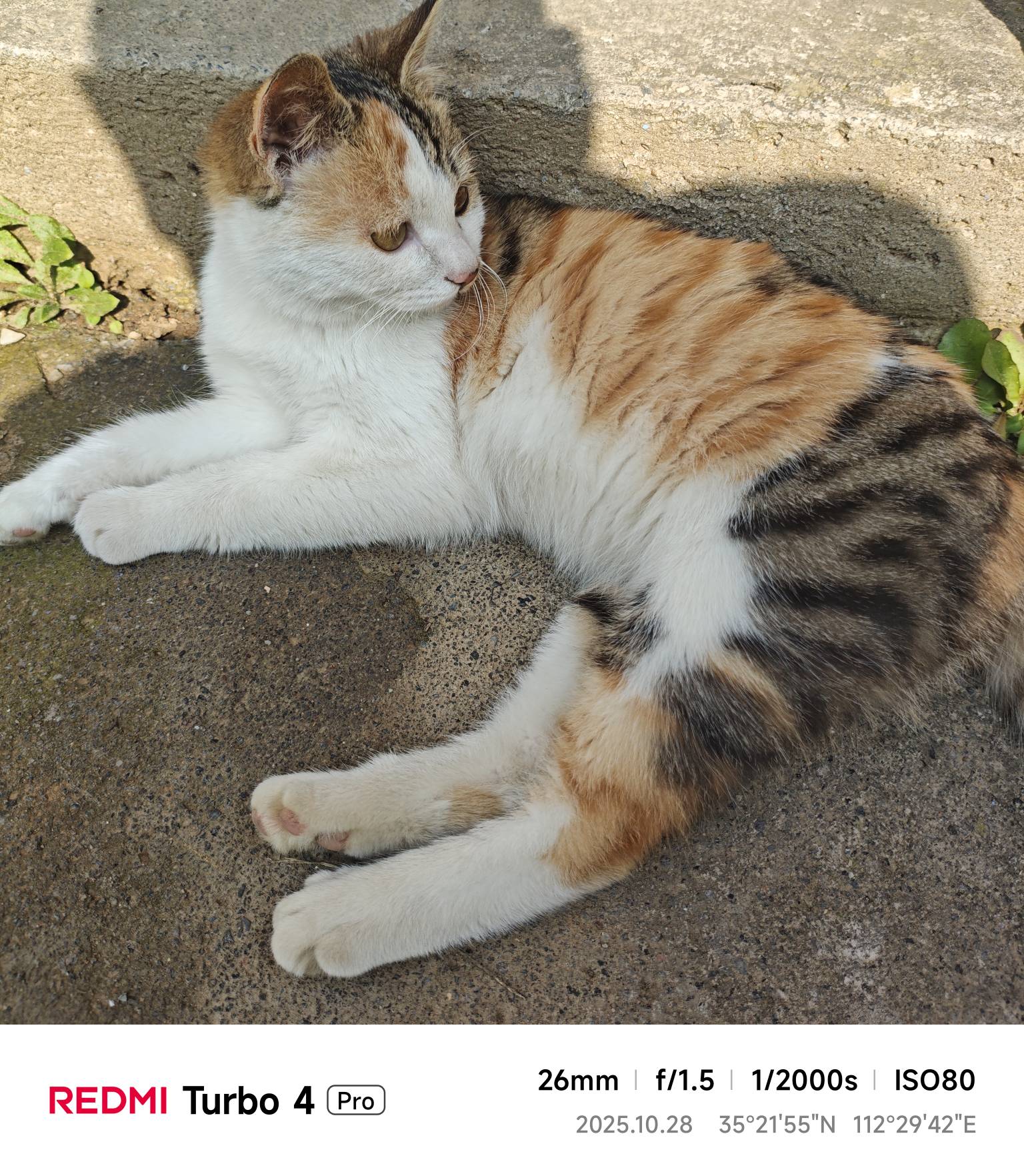 这颜值可以打几分呢老哥们六月份收养的流浪猫一枚


40 / 作者:苦难yt / 