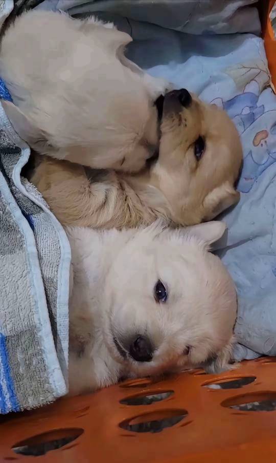 体验感极好

0 / 作者:先天挂逼圣体 / 