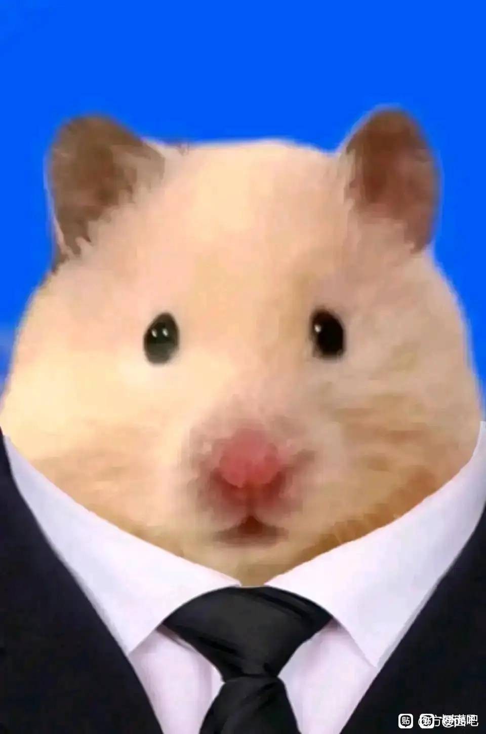 我哈基米专逮老鼠

64 / 作者:阿米诺丝之神 / 