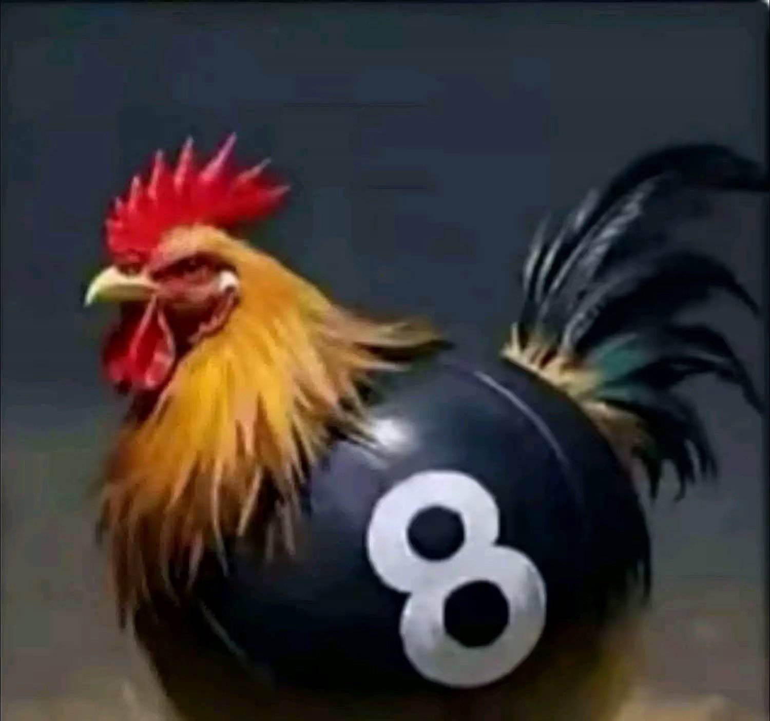 卡农老哥当老师，教会宝妈学生入会以后是彻底拉闸了

52 / 作者:流年似水忆往昔 / 