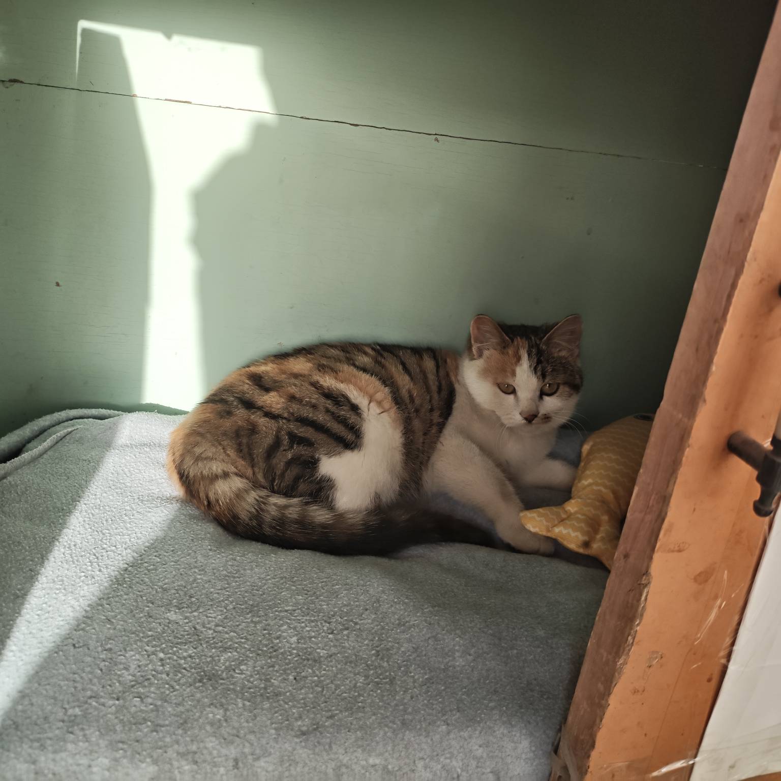 下雪了，这小猫能抗住吗，在家门口三轮车里给他做了个窝，

12 / 作者:苦难yt / 