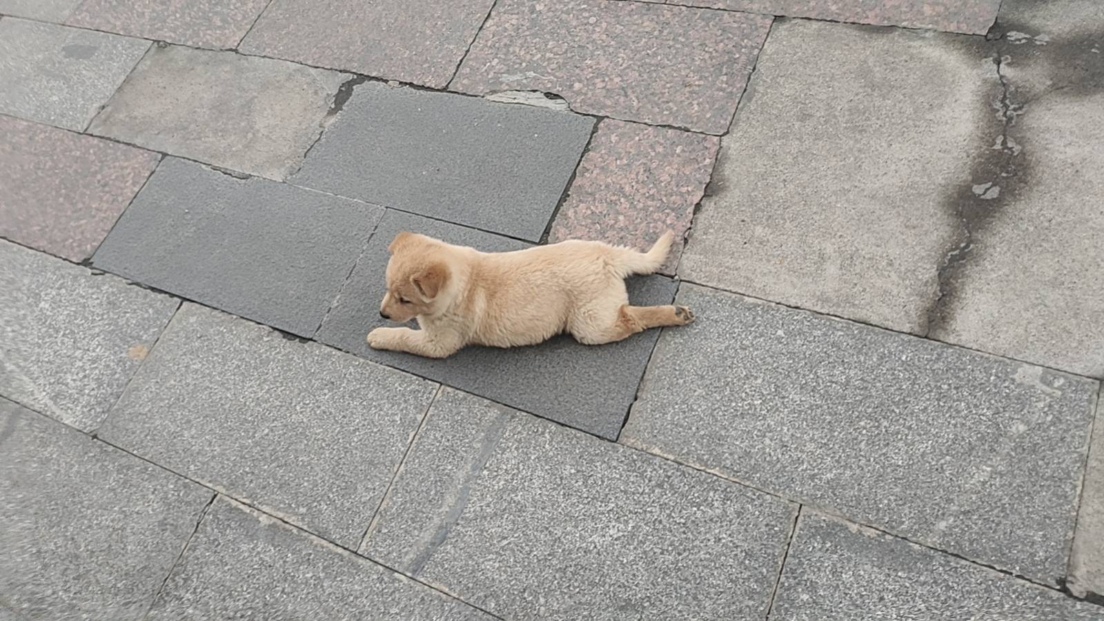 天下苦王八大群主久已，然假释其信，寐犬食，分狗稀，众生瓜尘。只闻狺狺狂吠，搔首弄26 / 作者:要辩难辩 / 