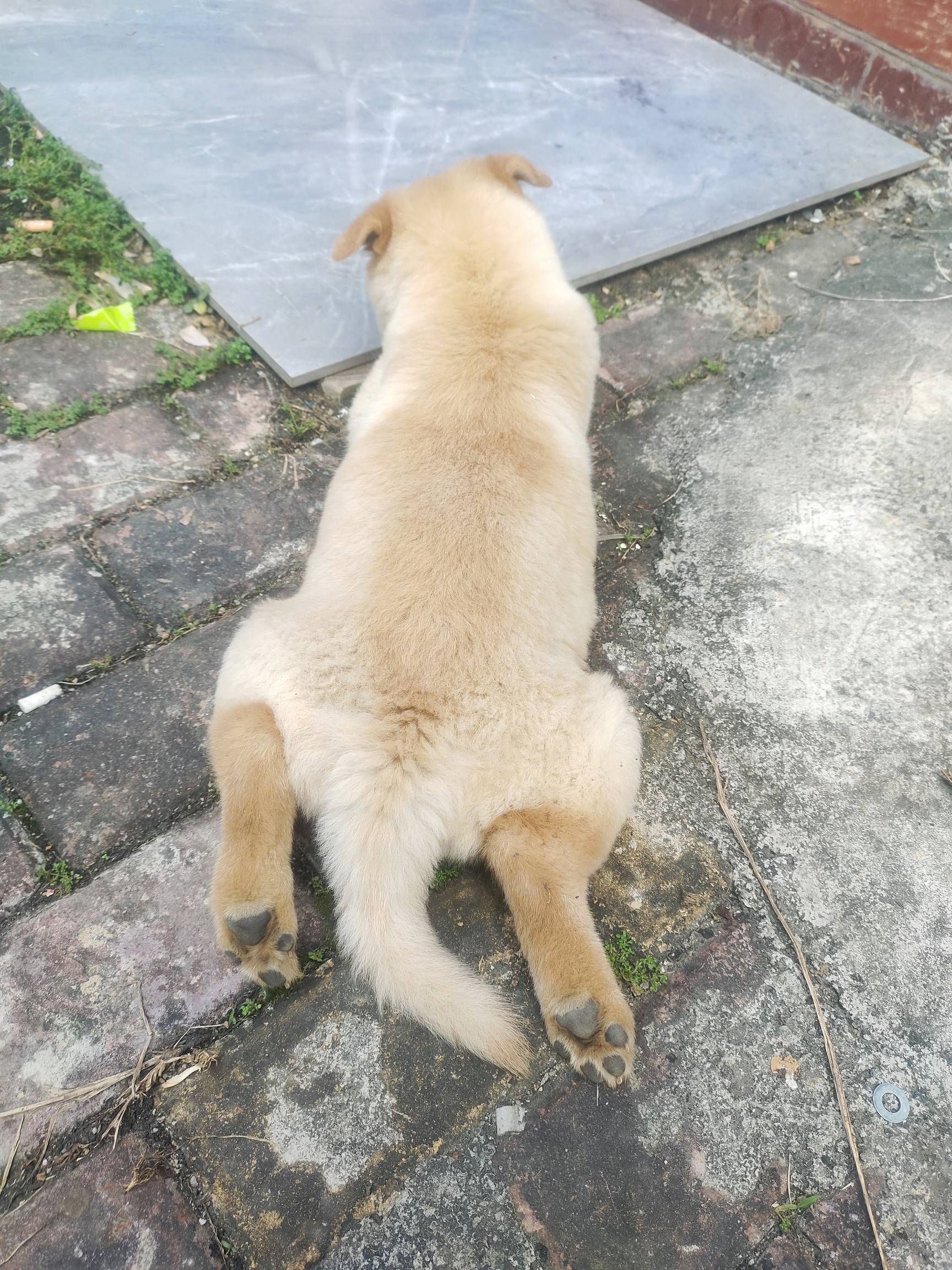 有没有老哥想买的，有空我去狗市看看，3.4百托运南方没什么问题



48 / 作者:要辩难辩 / 