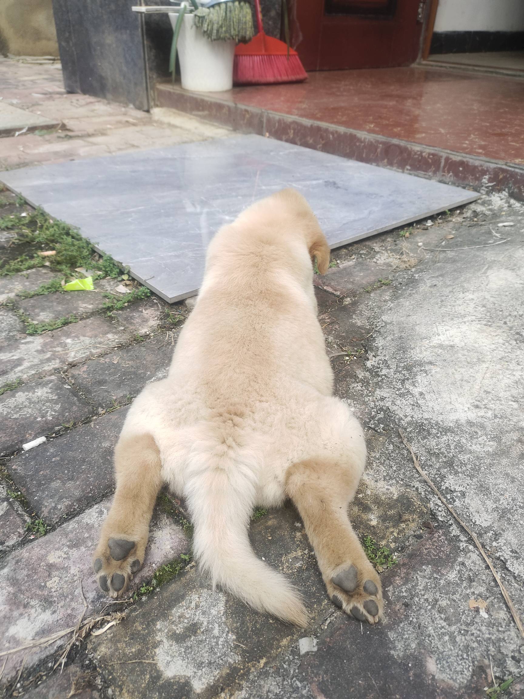 有没有老哥想买的，有空我去狗市看看，3.4百托运南方没什么问题



20 / 作者:要辩难辩 / 