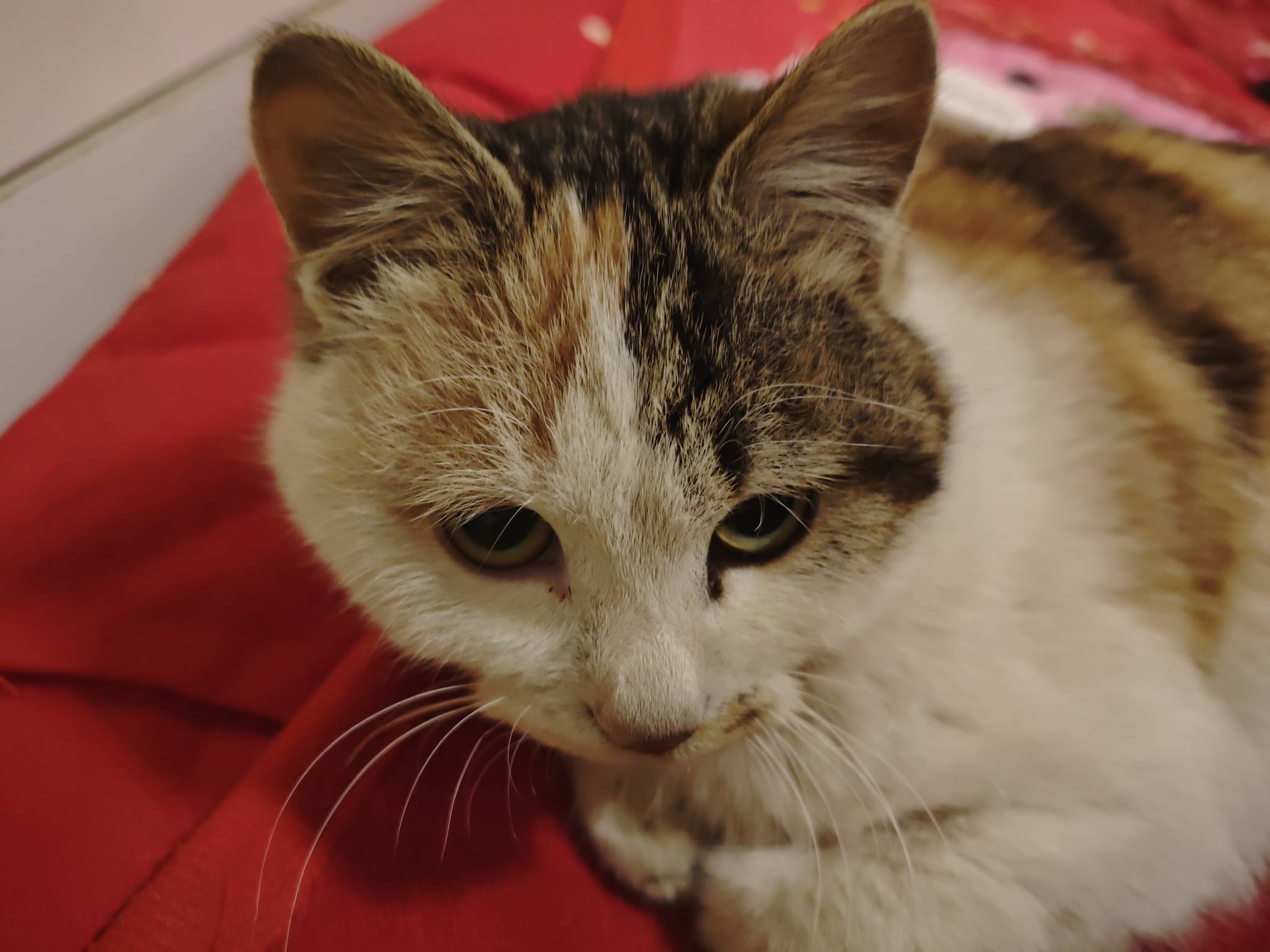 部落命运啥毛啊老哥们


73 / 作者:苦难yt / 