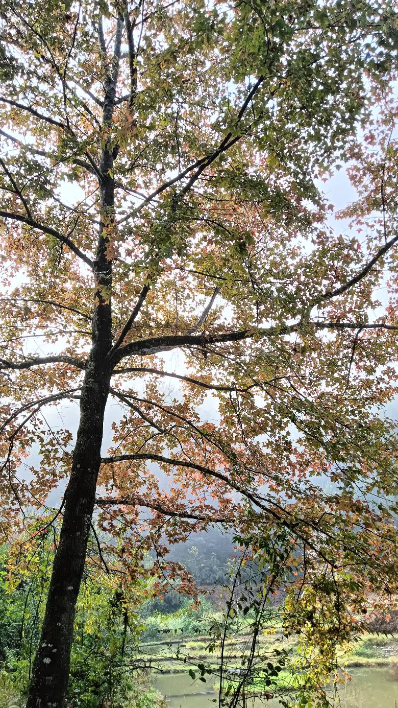 老哥们，在这棵大树下刚睡醒好大的雾

56 / 作者:福建牛德华 / 