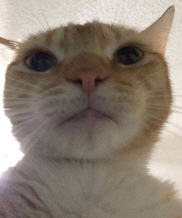 vivo的使命召唤回归还有吗
找了一圈信息没找到。

81 / 作者:顺风顺水。 / 