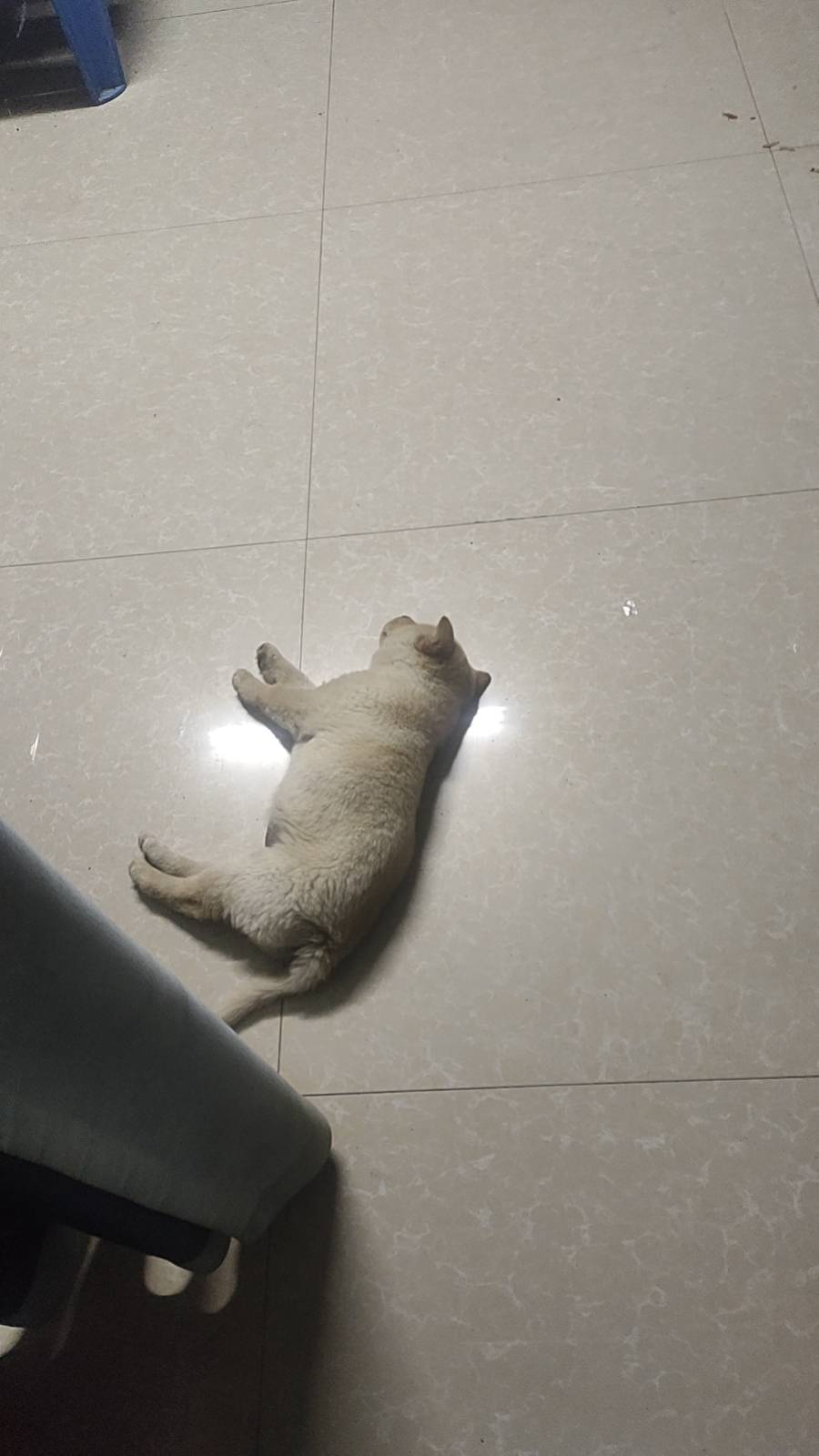 狗会的风湿吗，牢哥们

7 / 作者:要辩难辩 / 