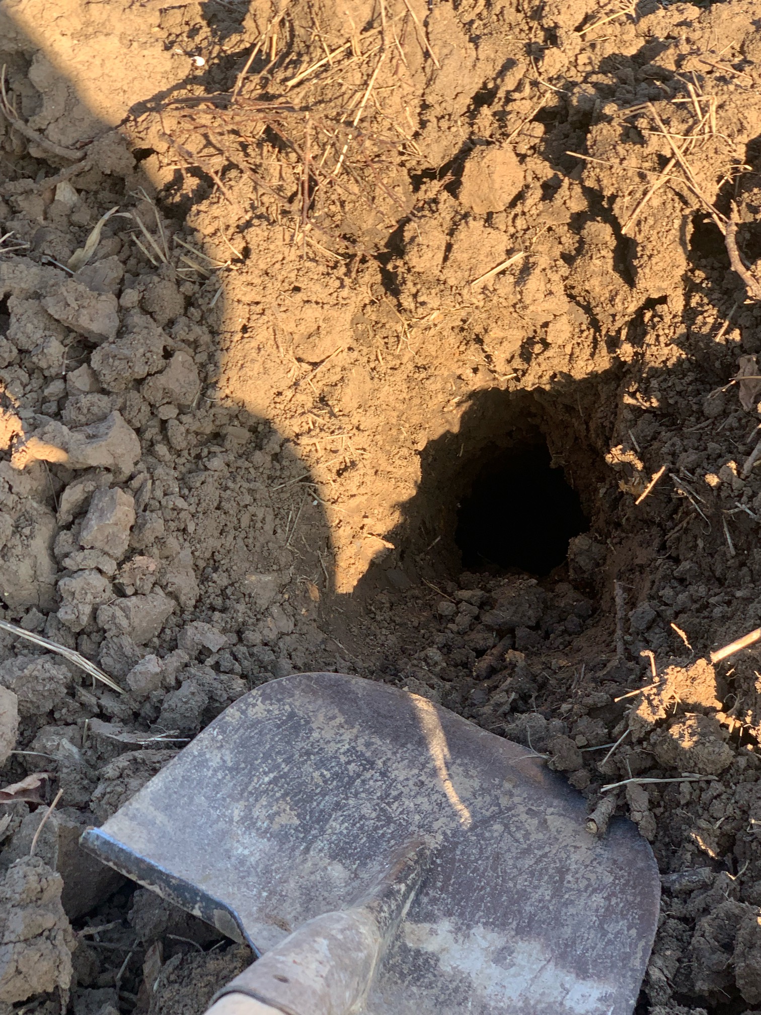 村里人都说附近有大蛇出没 今天排查每一寸土地终于找到洞口了 今天就给他搞出来


18 / 作者:陌上花开9698 / 