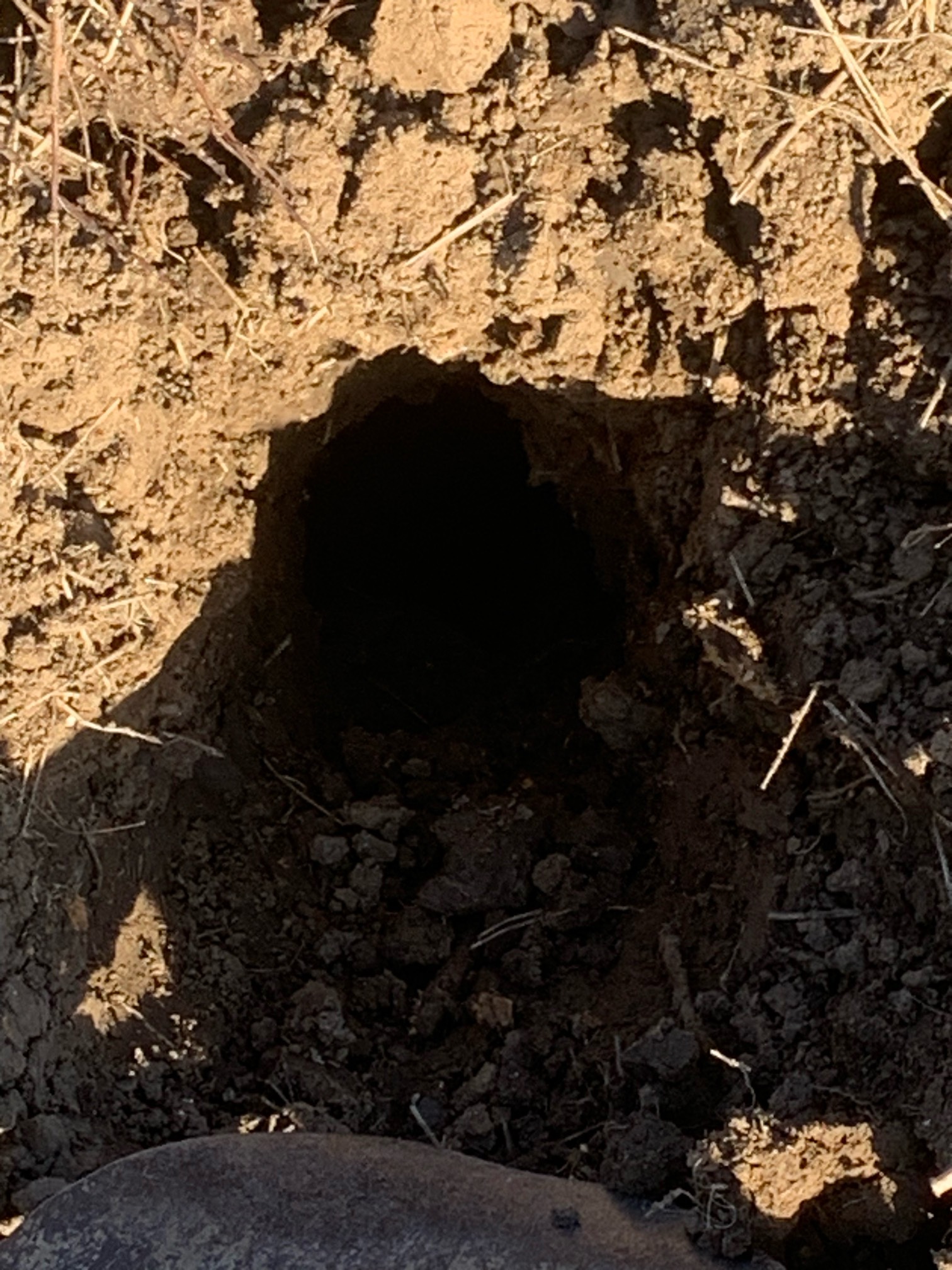 村里人都说附近有大蛇出没 今天排查每一寸土地终于找到洞口了 今天就给他搞出来


47 / 作者:陌上花开9698 / 