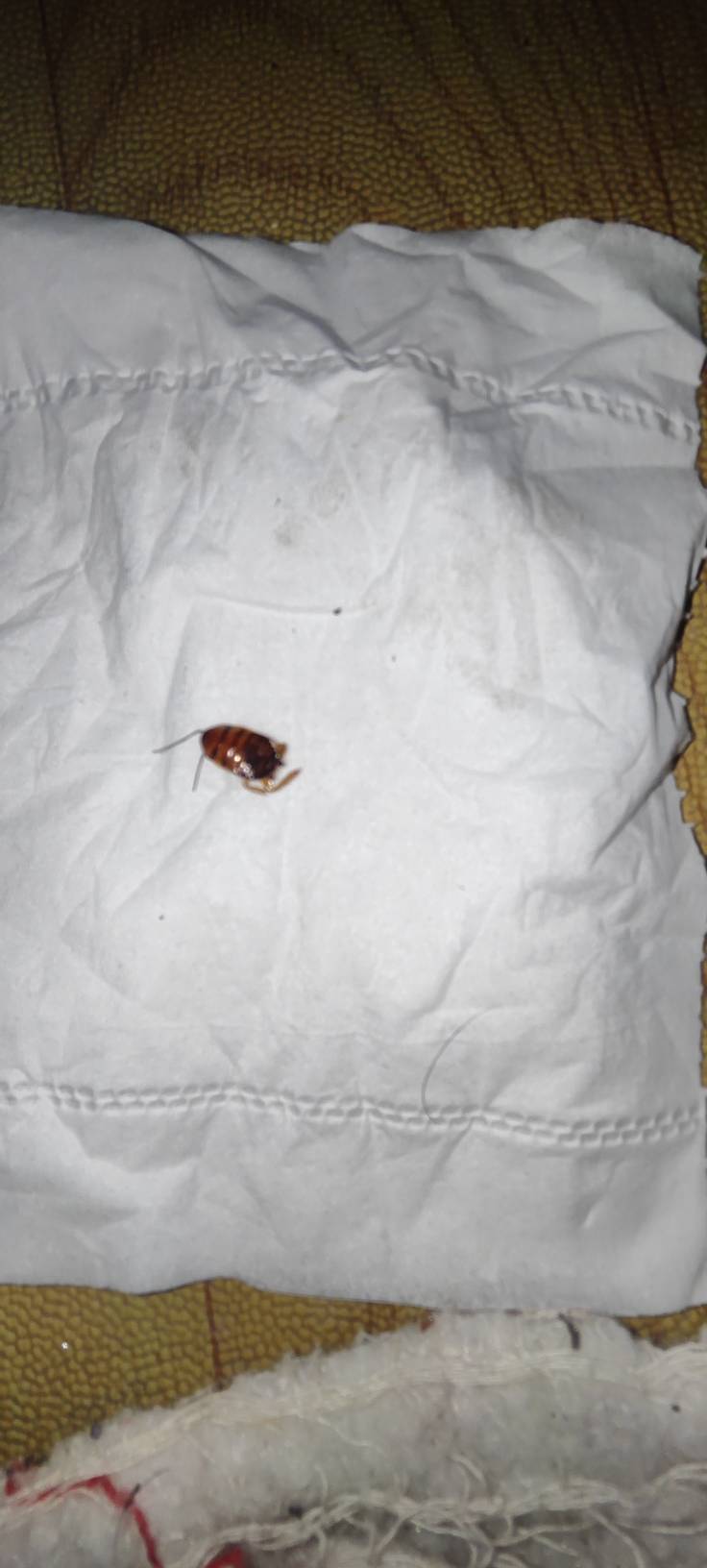 发现一个大号臭虫成精了

74 / 作者:我不会. / 