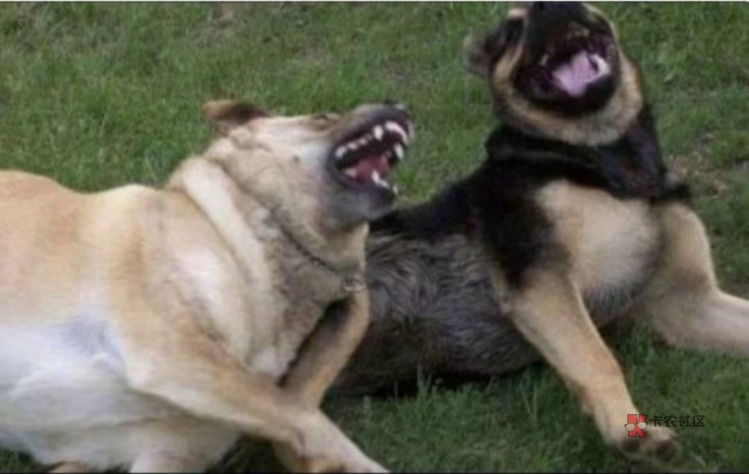 邮生活 你们用自己的正面和反面随便弄啊，正面把名字和身份证号m  p成你们用的料子就96 / 作者:天桥下面好冷 / 