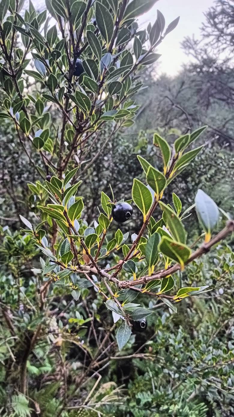 太饿了，吃点野果，甜

64 / 作者:福建牛德华 / 